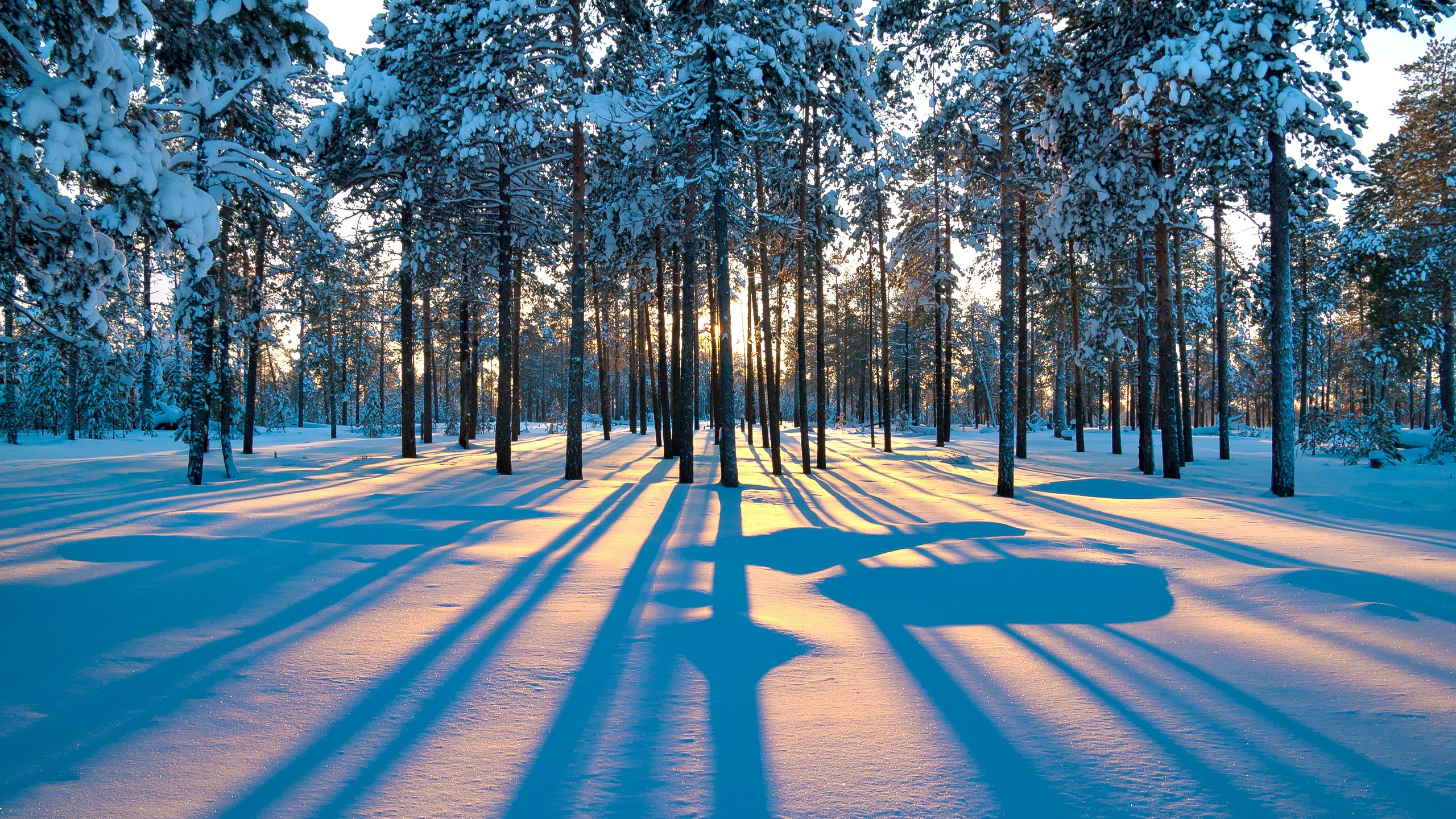 Snowy forest with long shadows at sunset HD Wallpaper