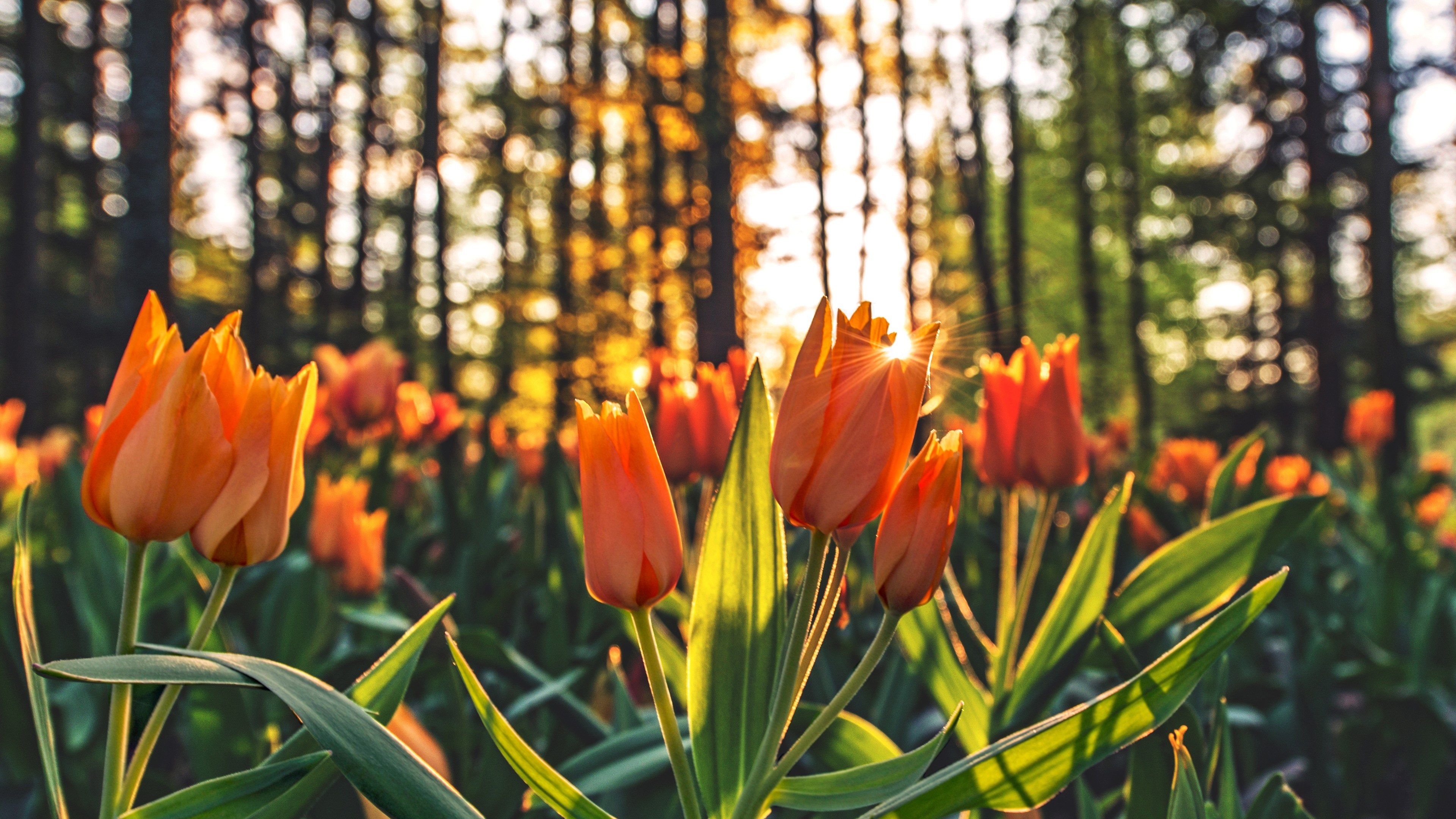 Orange tulips in a forest at sunset 4K HD Wallpaper