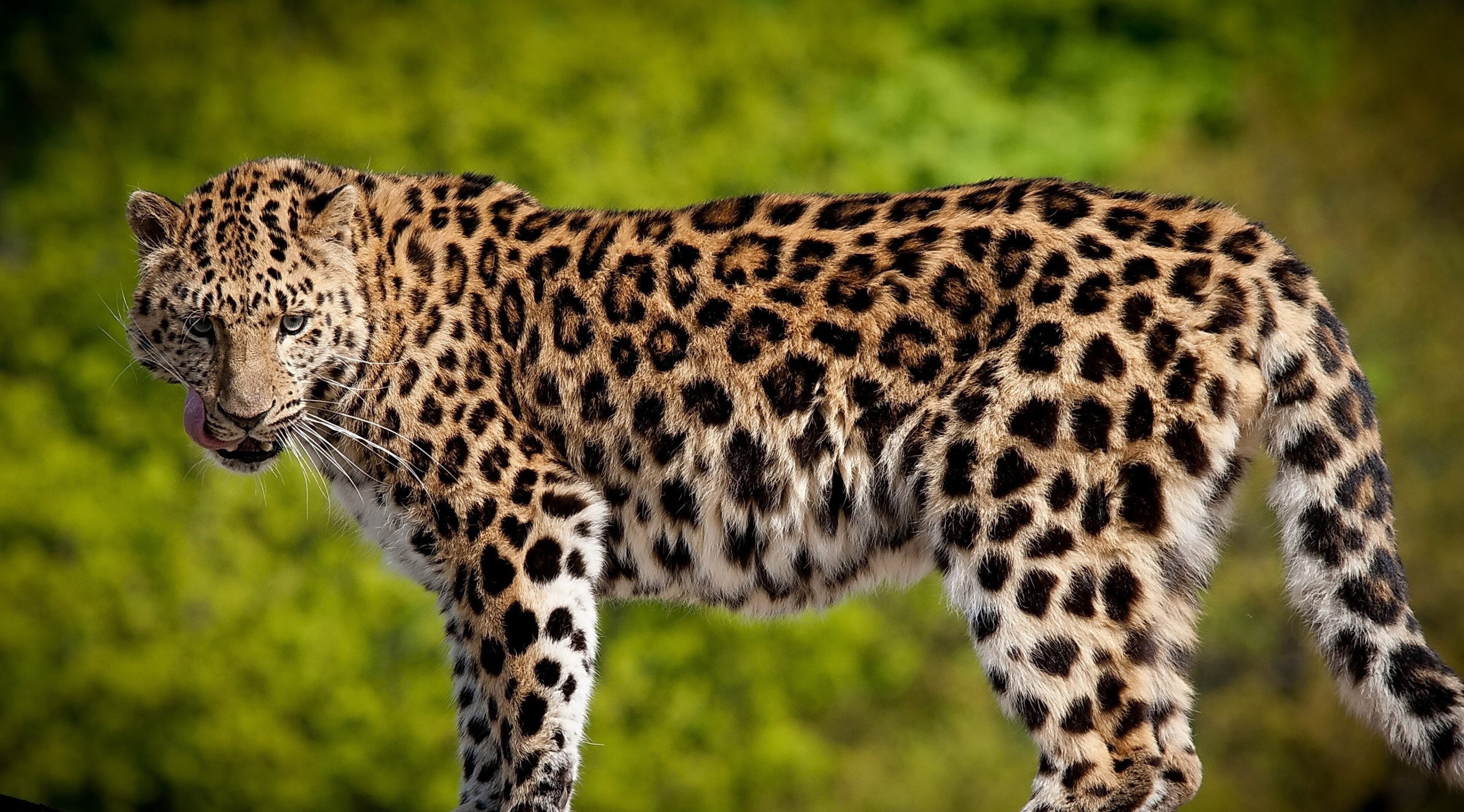 Leopard 4K HD Wallpaper