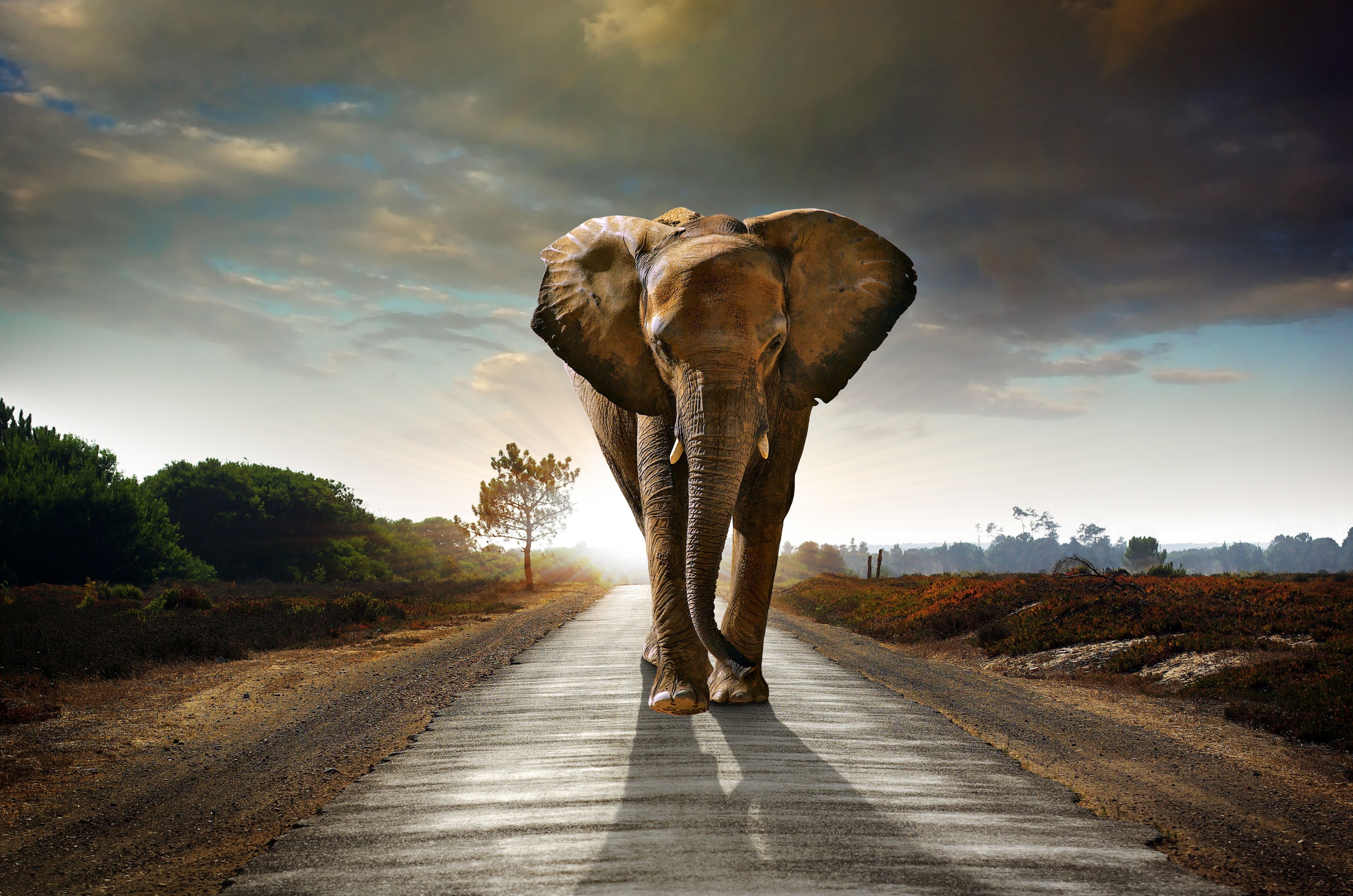 Elephant walking on a road at sunset HD Wallpaper