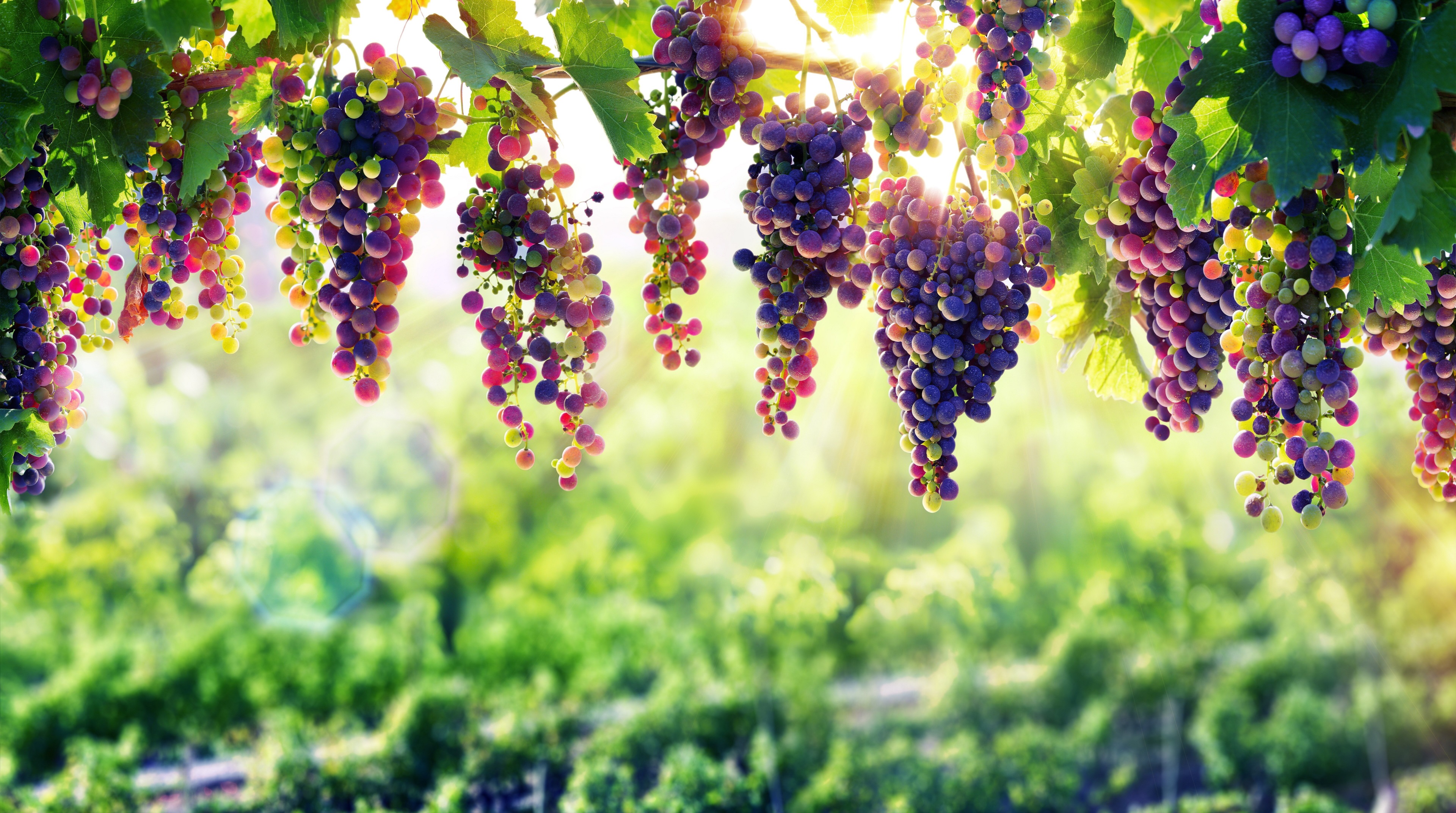 4K Vibrant Grapes Hanging in Sunlit Vineyard HD Wallpaper