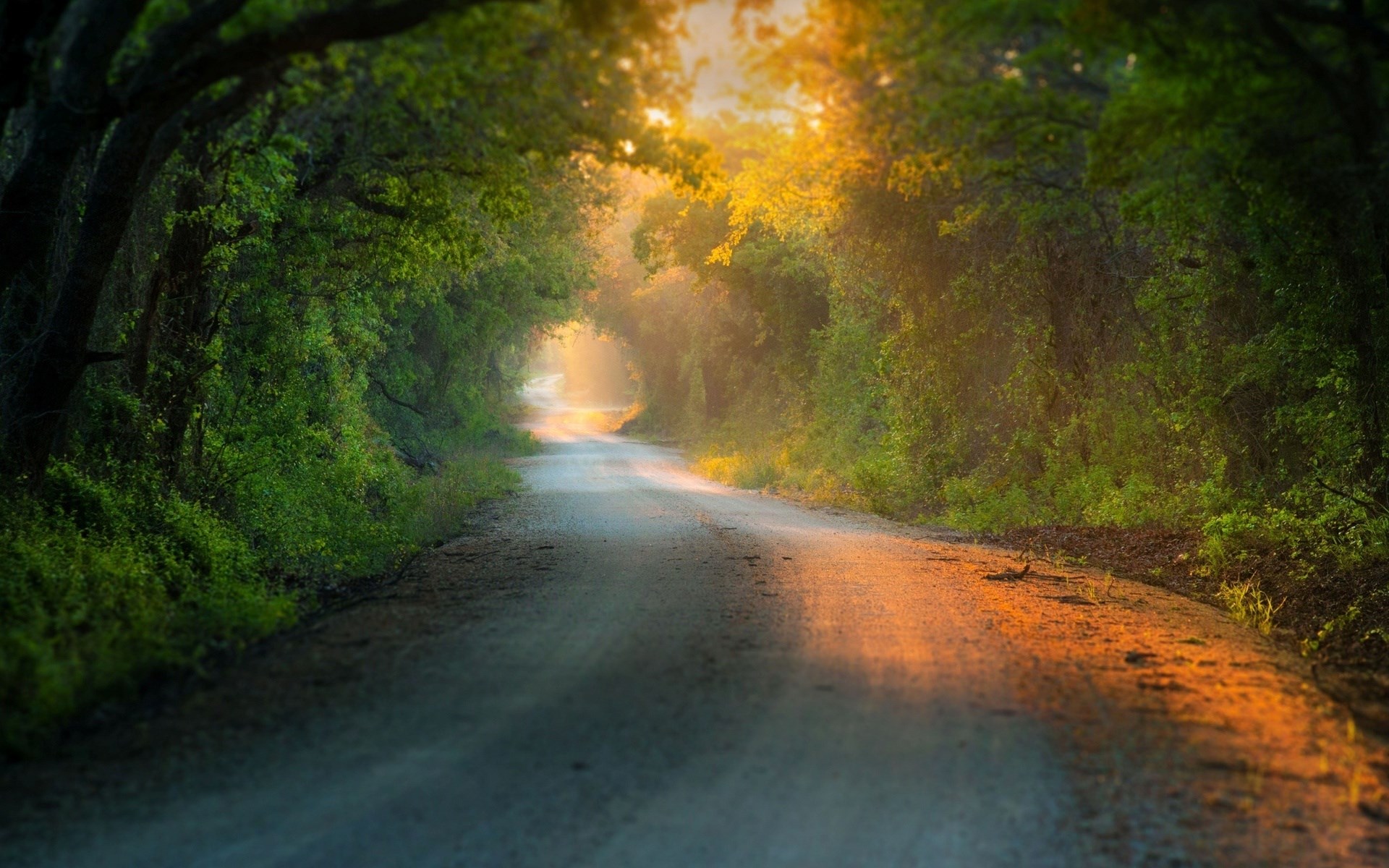 Sunlight filters through a tree-lined road HD Wallpaper