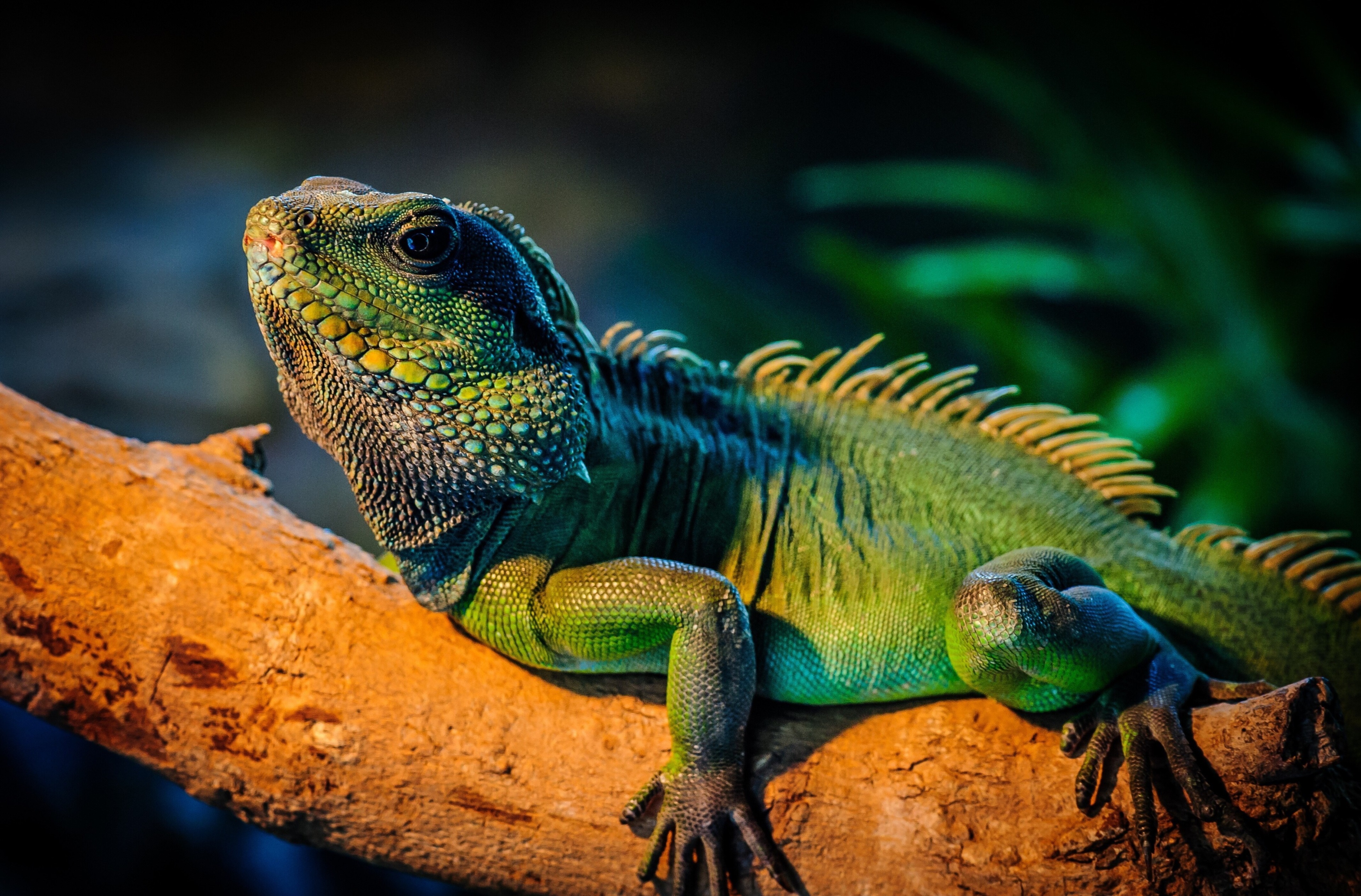 Green iguana on a branch 4K HD Wallpaper