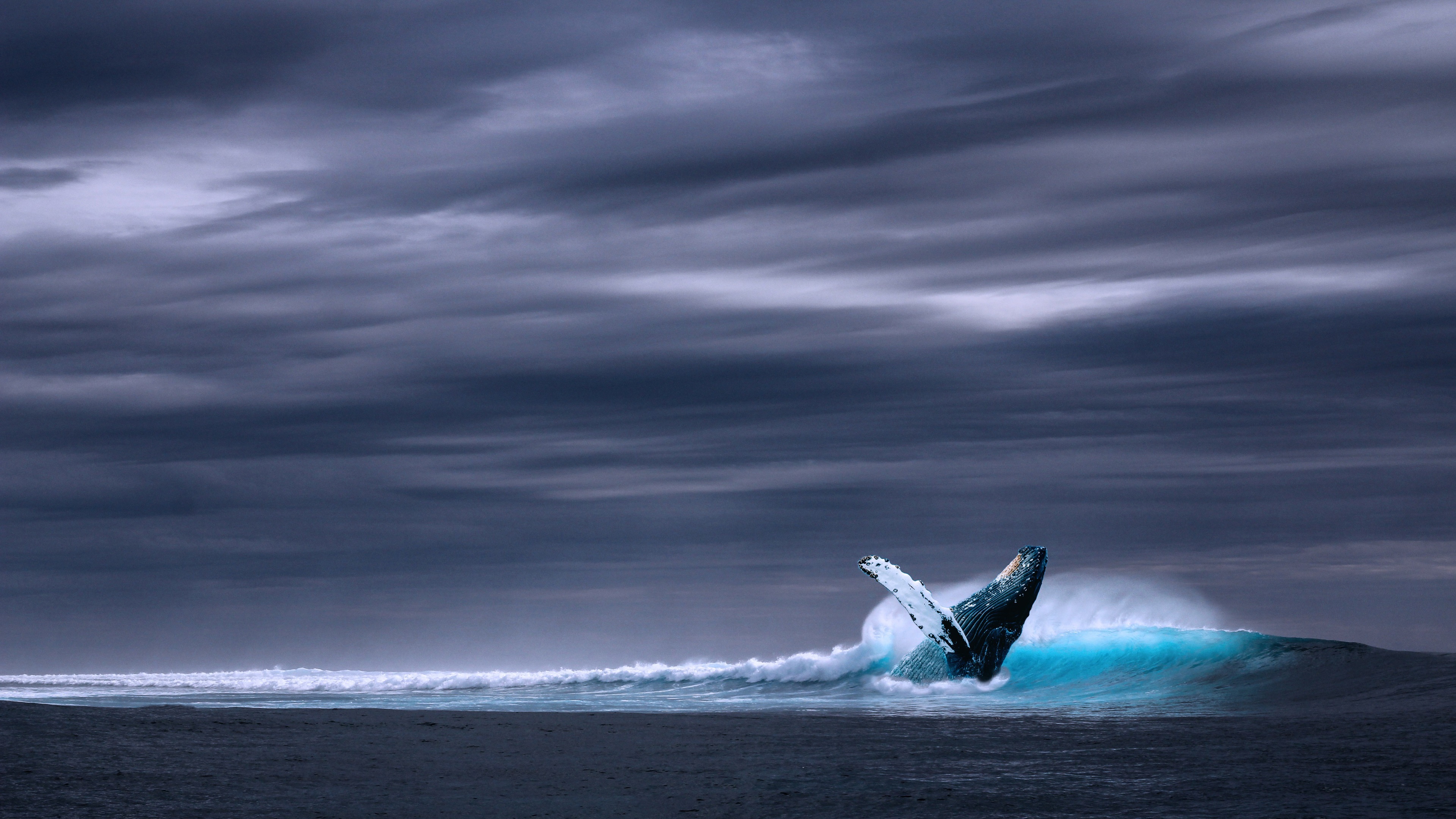 4K Blue Whale Breaching in Dark Ocean HD Wallpaper