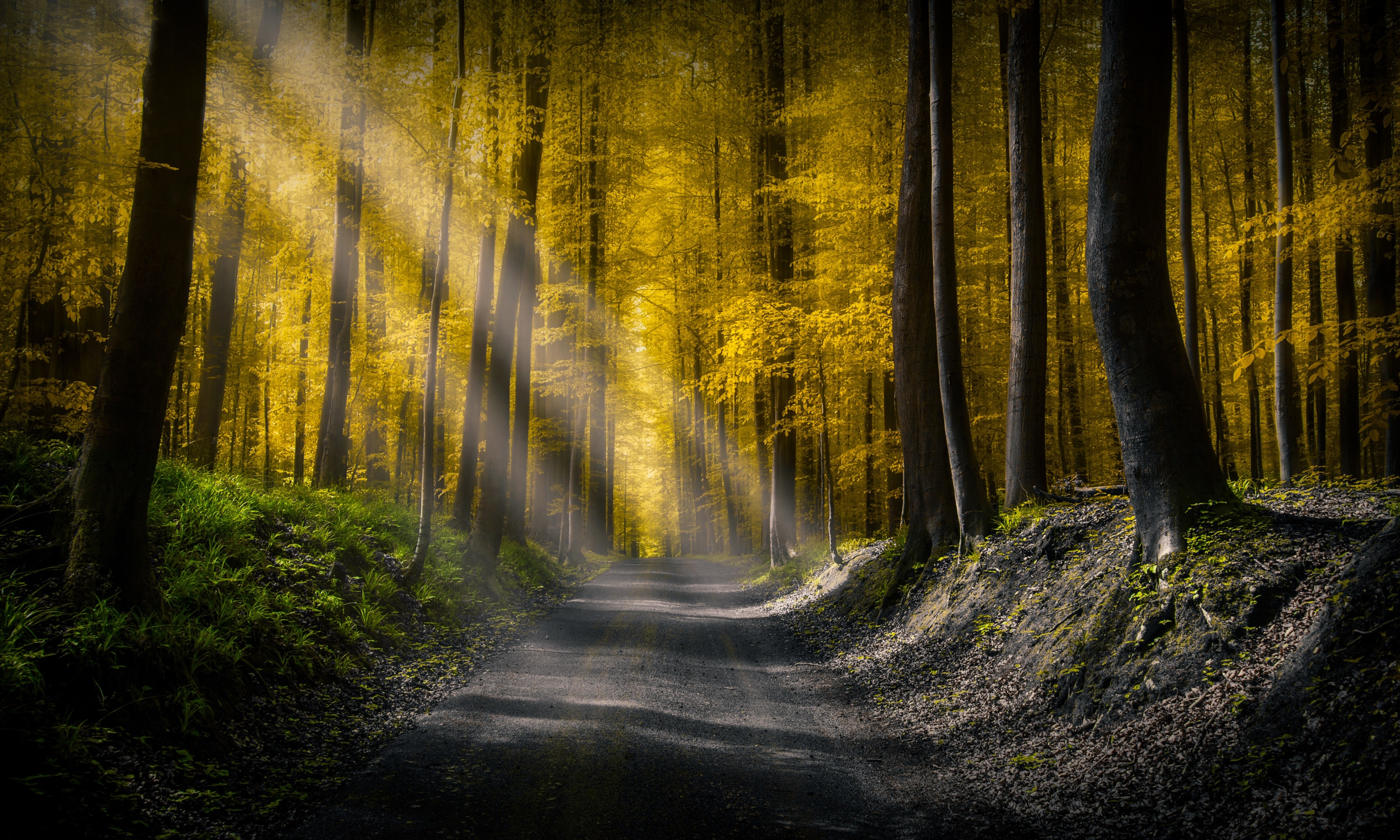 Sunbeams through a forest path HD Wallpaper