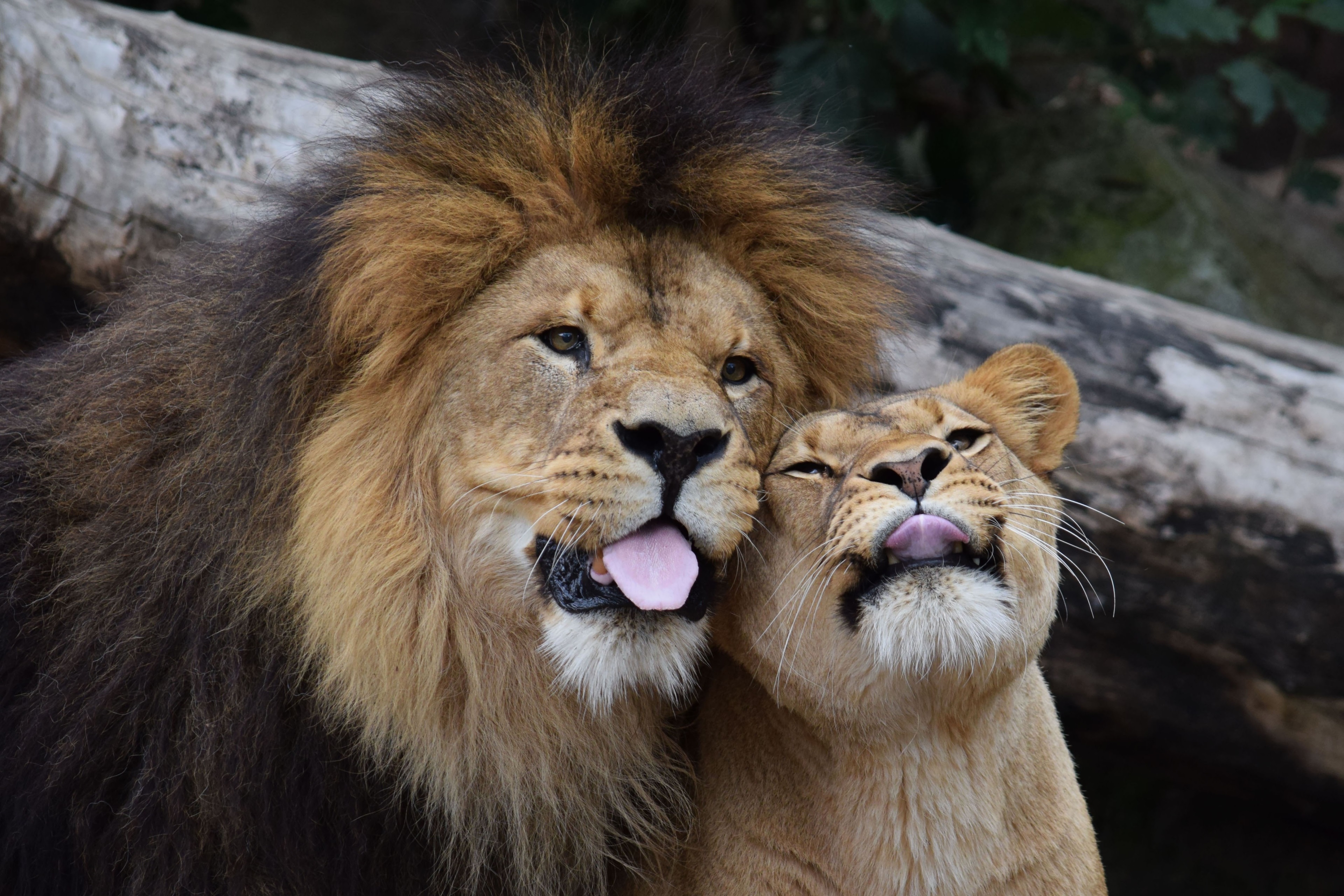 4K Stunning Close-Up of a Lion and Lioness HD Wallpaper