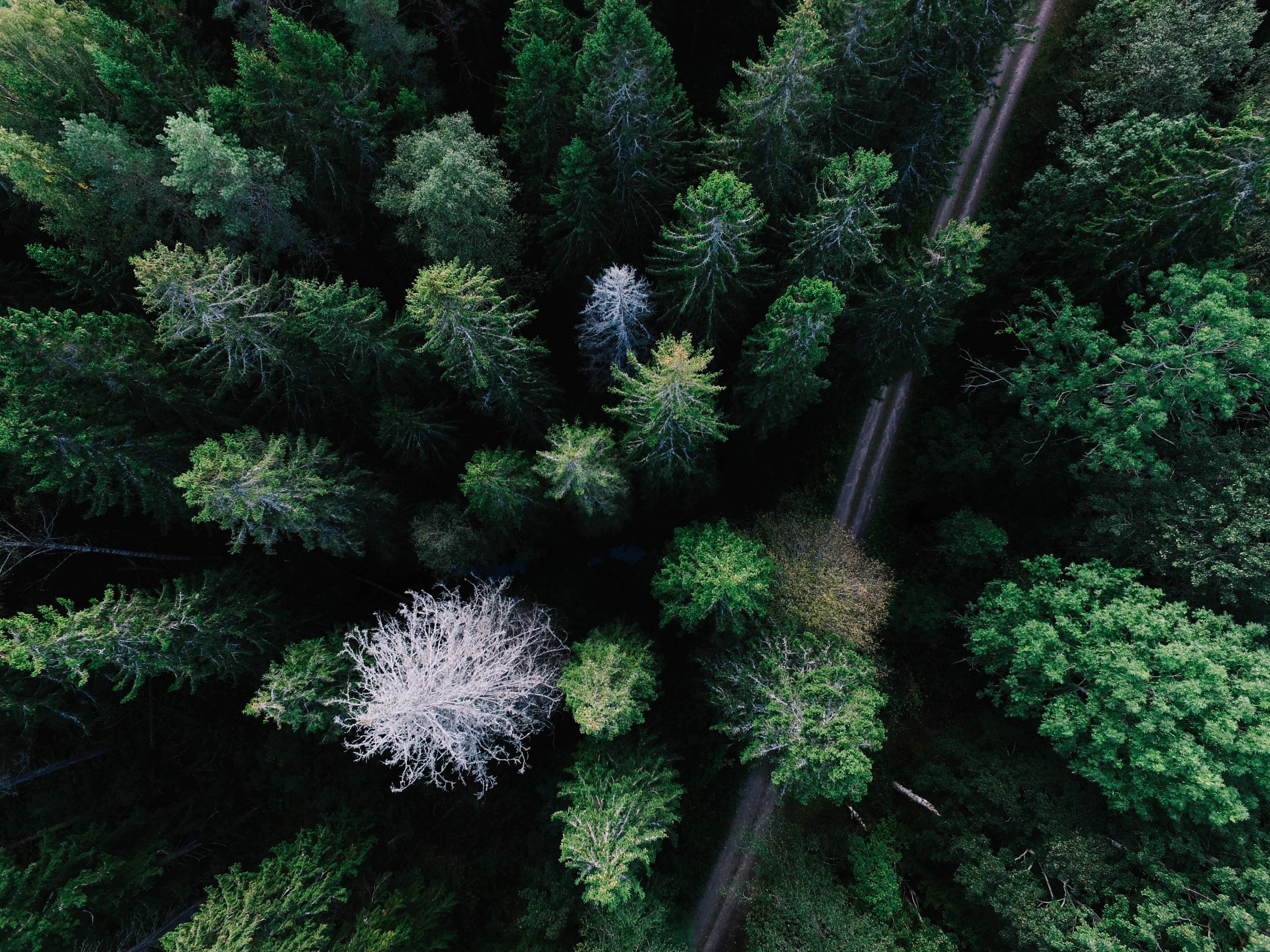 Aerial view of a dense forest with a dirt path HD Wallpaper
