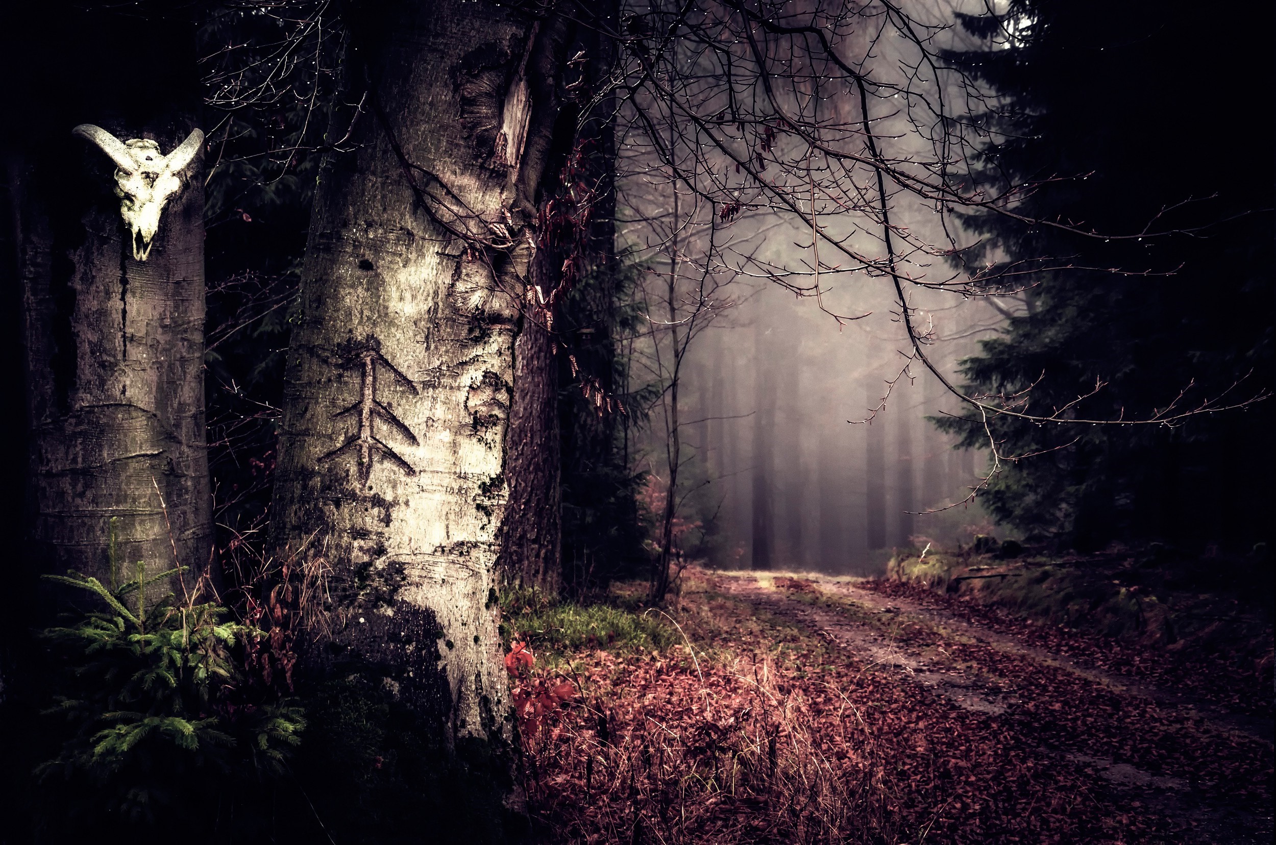 Skull on a tree in a misty forest HD Wallpaper