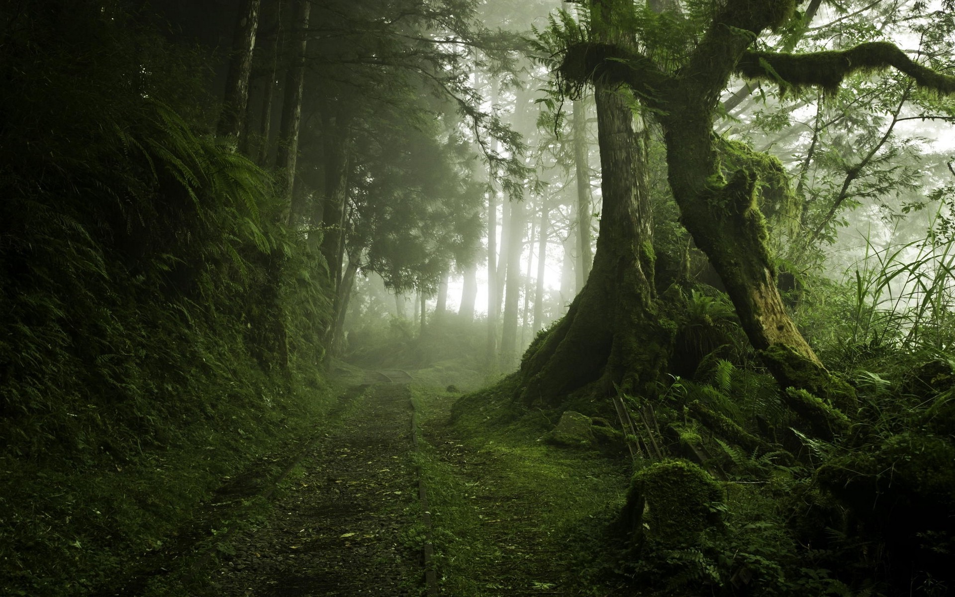 Misty forest path with moss-covered trees HD Wallpaper