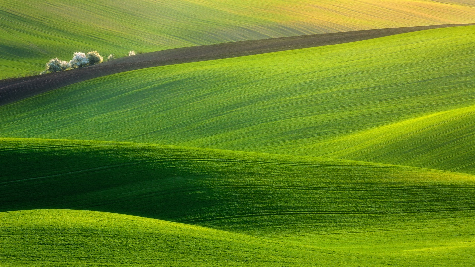 Rolling green hills with trees and dark soil HD Wallpaper
