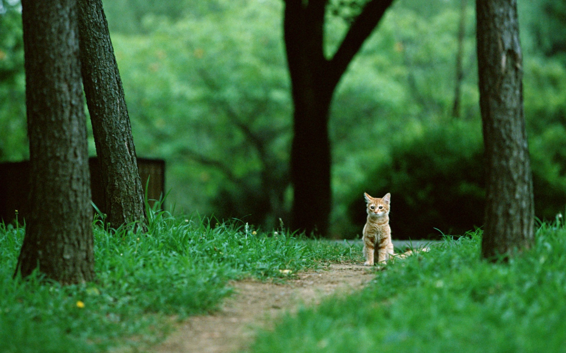 Small Cat Sitting on Path in Green Park HD Wallpaper