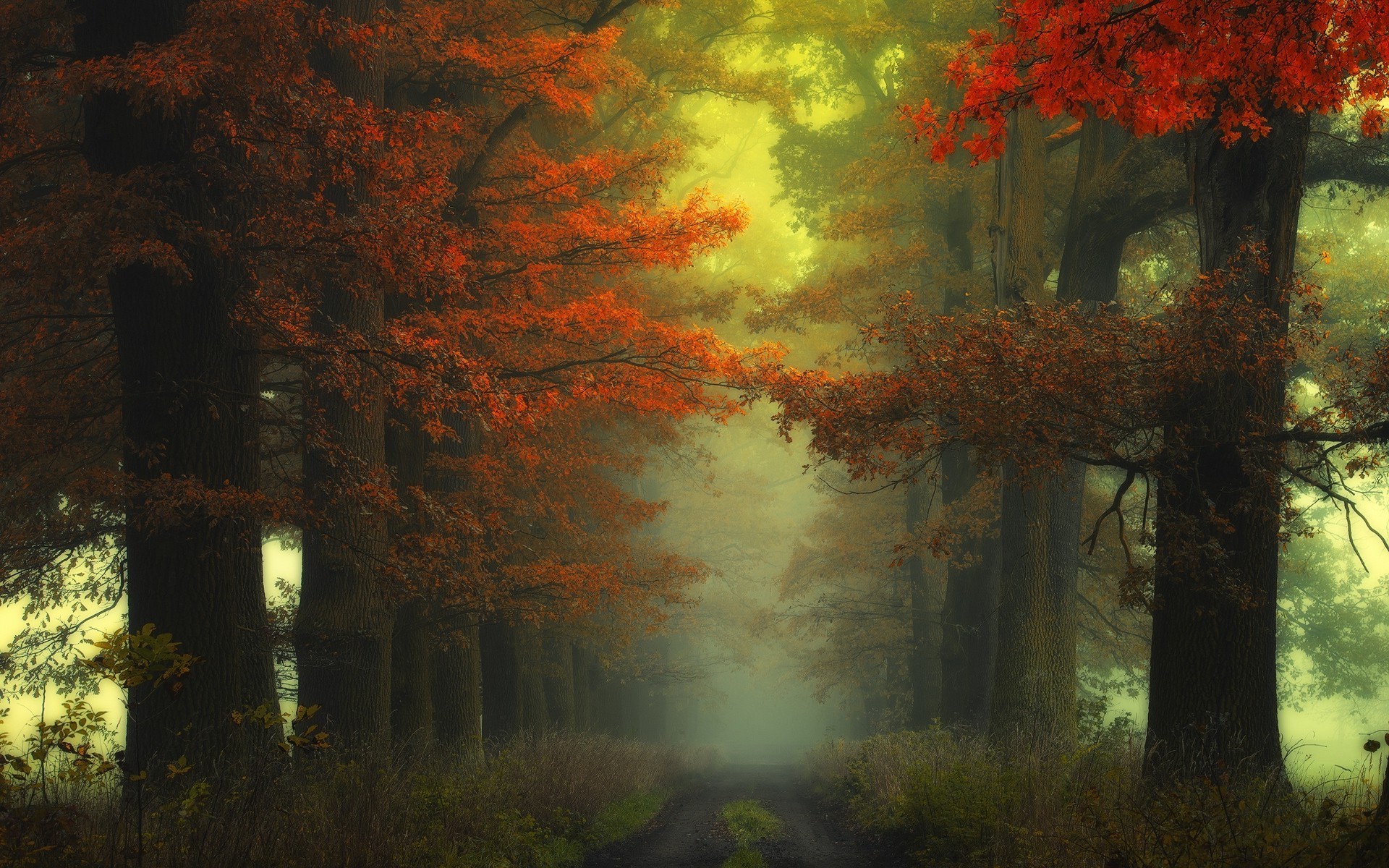 Misty forest path with autumn trees HD Wallpaper