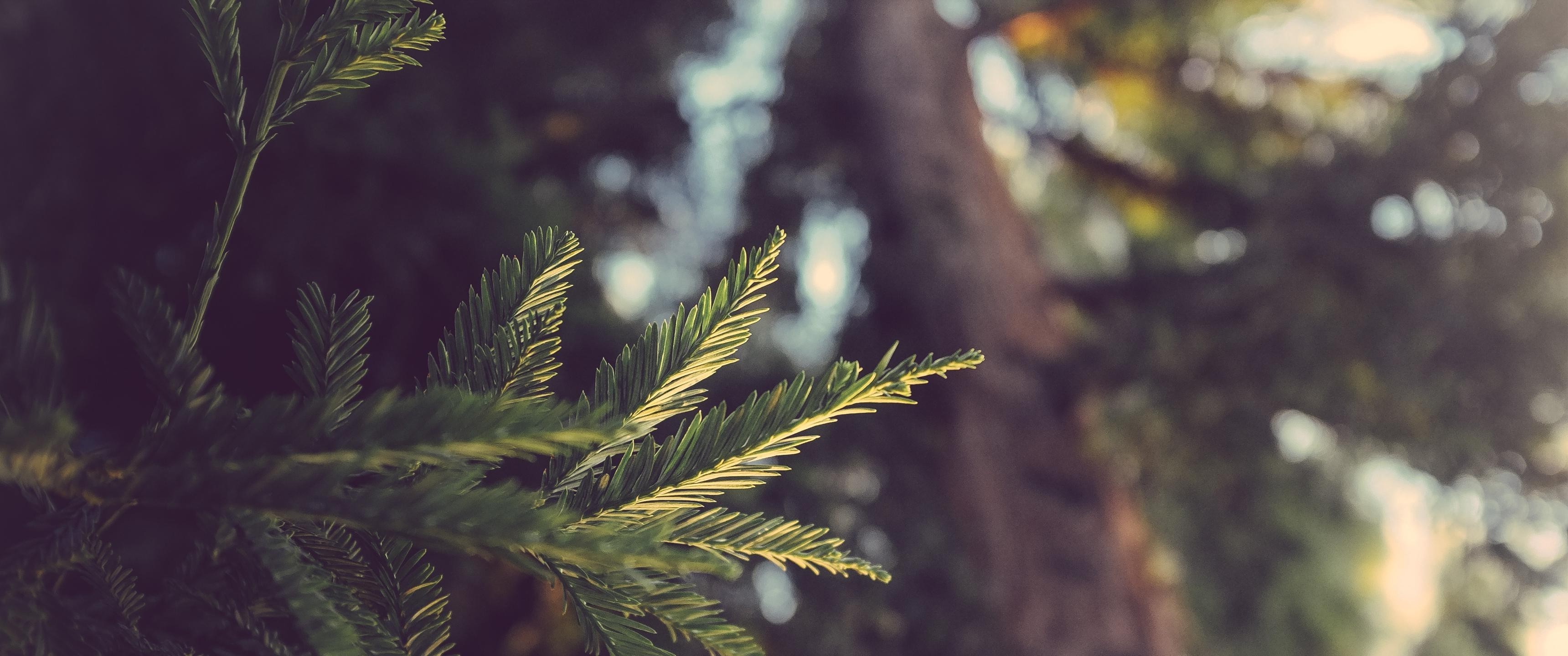 Close-up of pine needles with blurred forest background HD Wallpaper