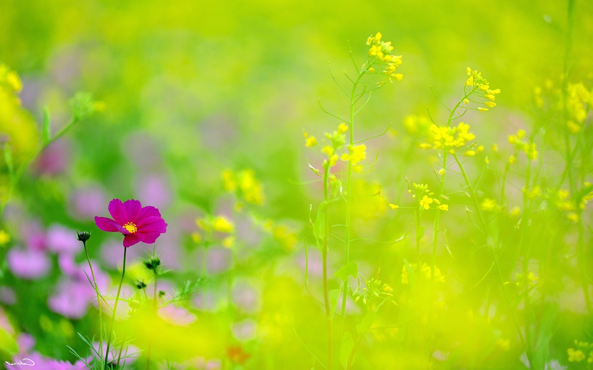 Pink cosmos flower in a field of yellow flowers HD Wallpaper