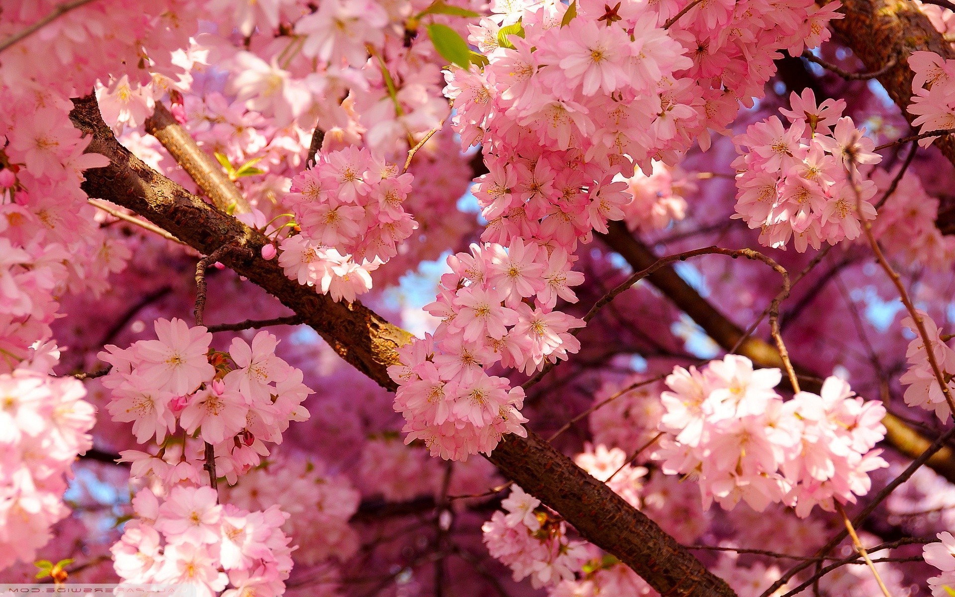 Pink cherry blossoms on a tree branch HD Wallpaper
