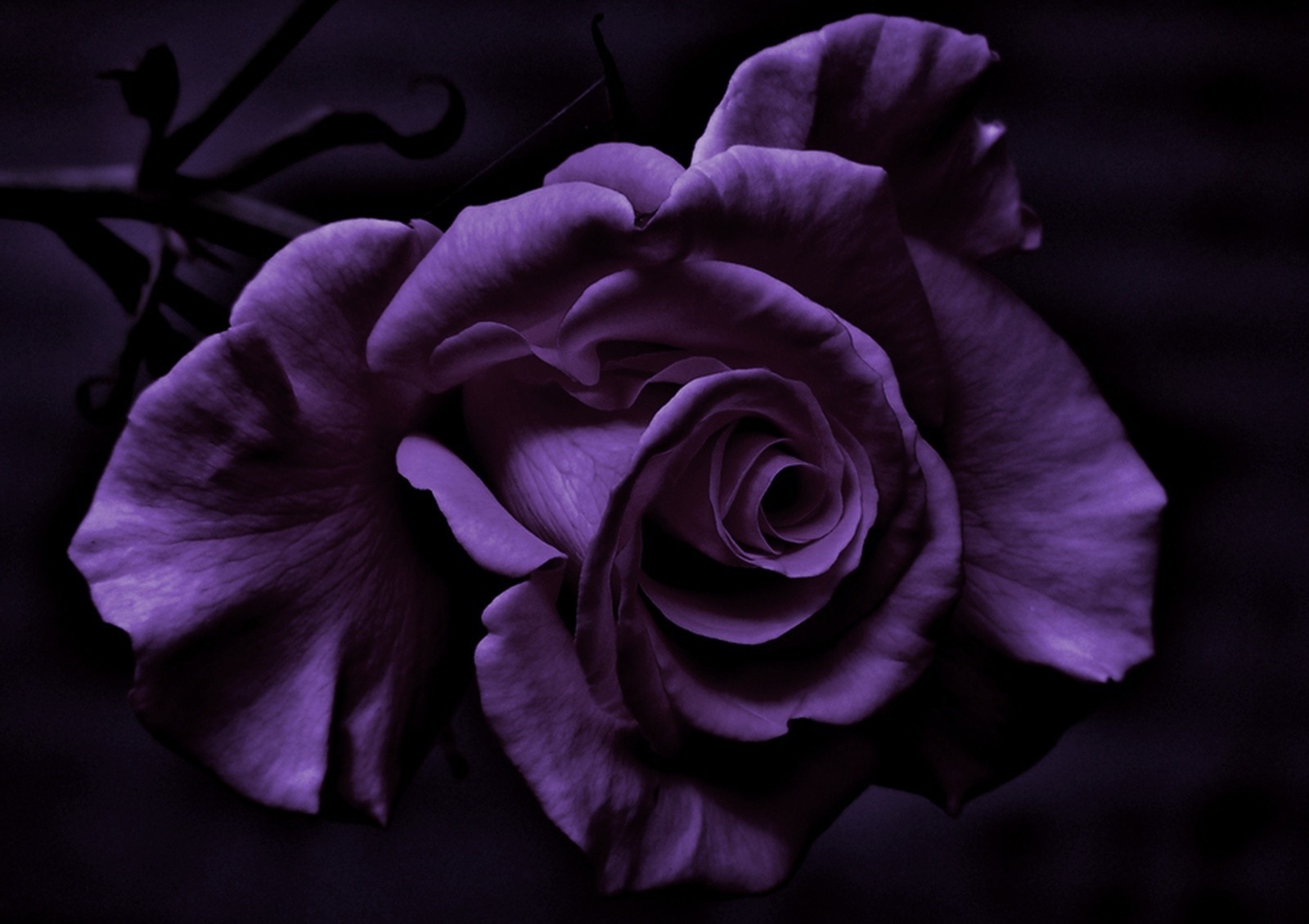 Close-up of a Deep Purple Rose in Shadow HD Wallpaper