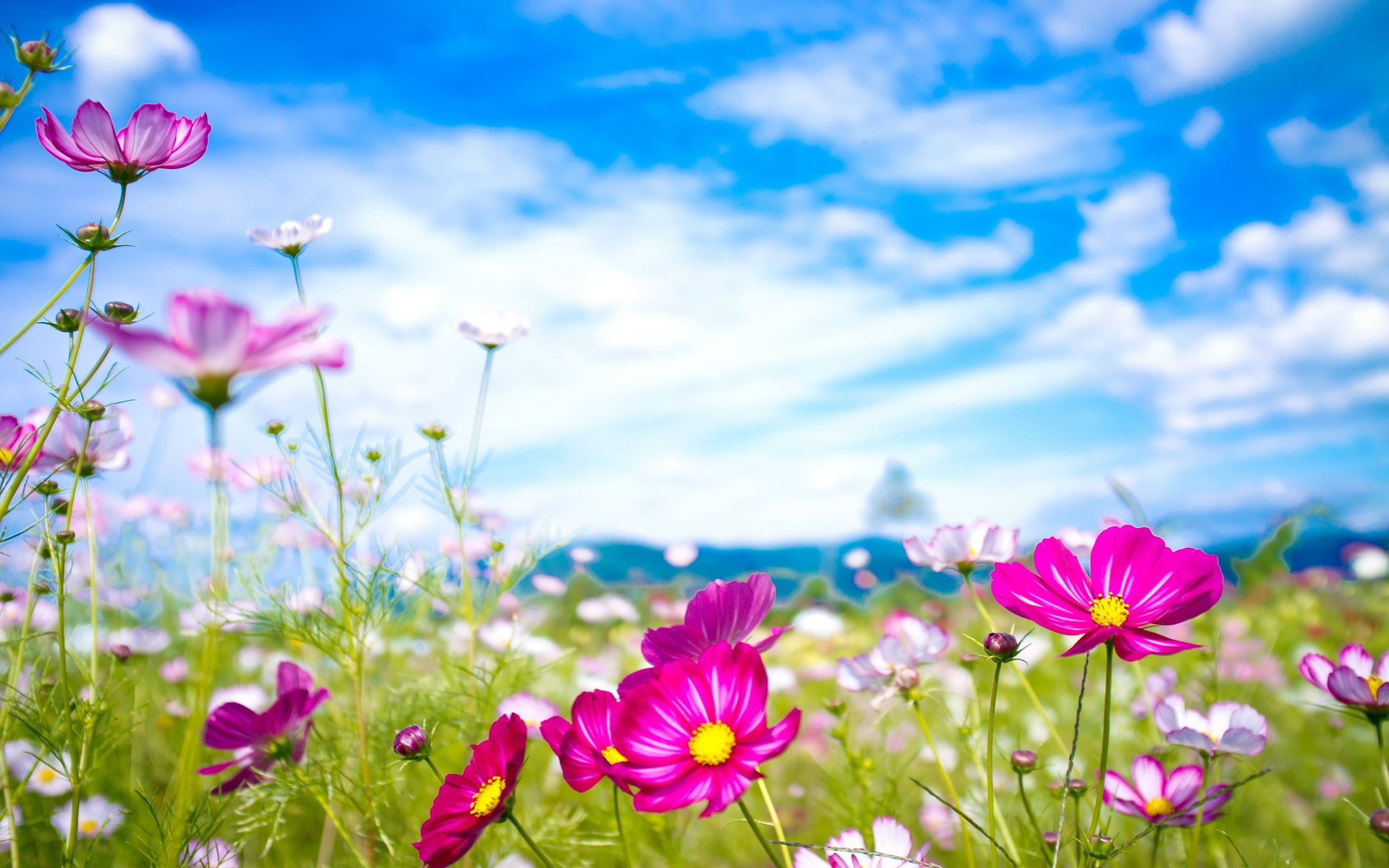 Field of Cosmos Flowers Under a Blue Sky HD Wallpaper