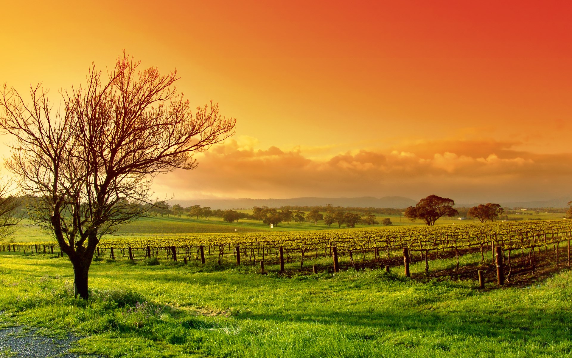 Vineyard at sunset with a bare tree HD Wallpaper