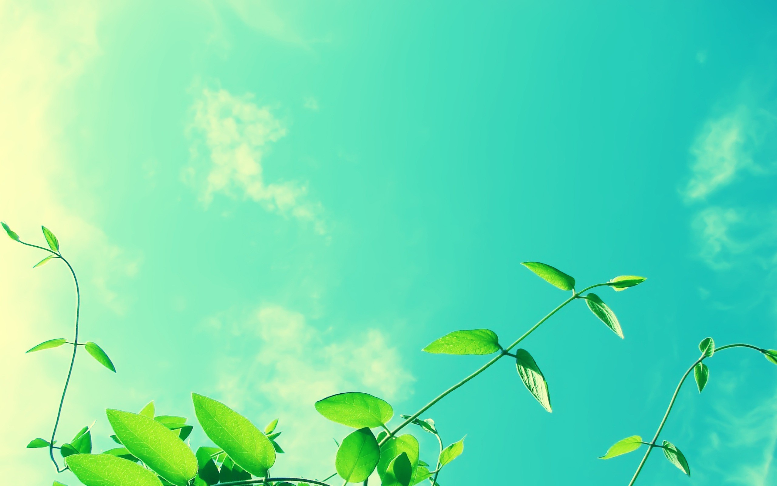 Green plants and vines against a teal sky with clouds HD Wallpaper