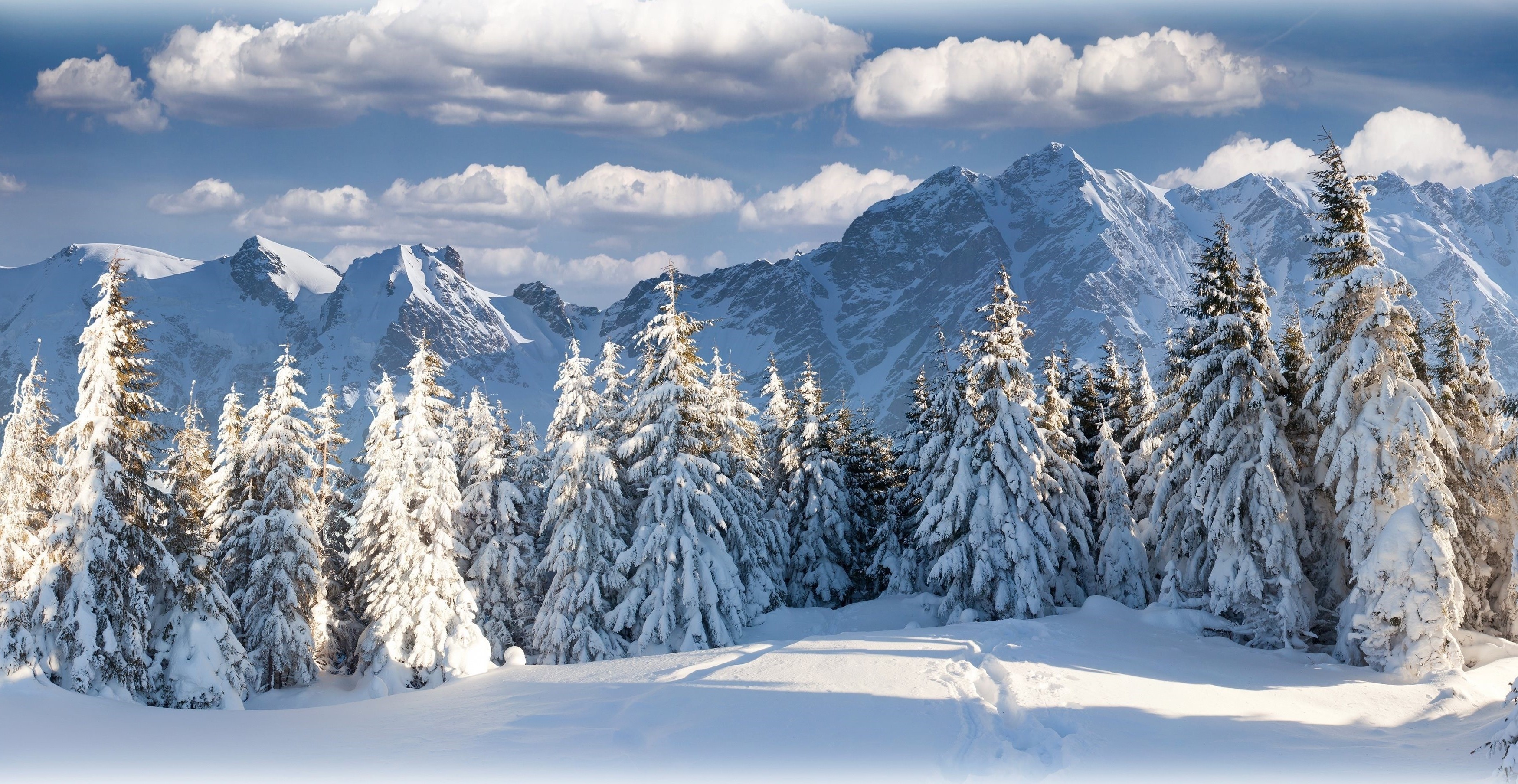 Snow-Covered Pine Trees in Mountain Winter Landscape HD Wallpaper
