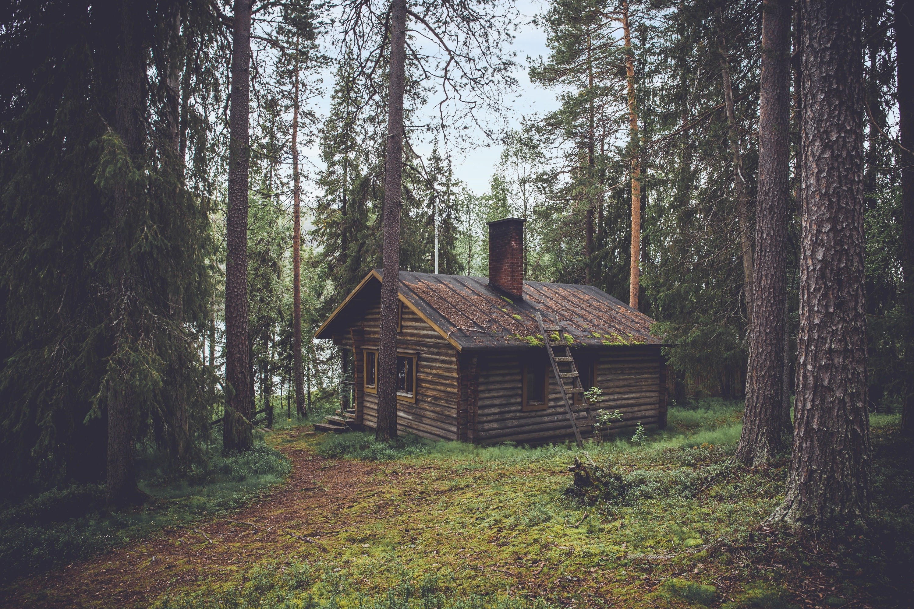 Wooden cabin in a dense forest HD Wallpaper