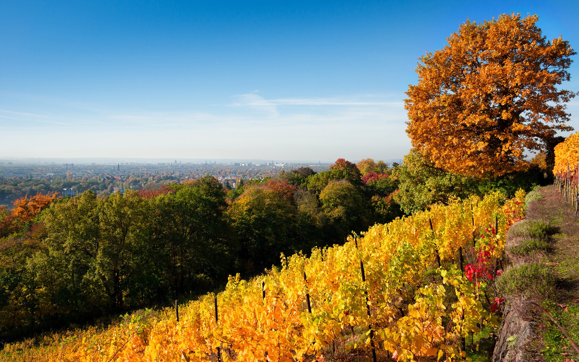 Vineyard on a hill overlooking a city in autumn HD Wallpaper
