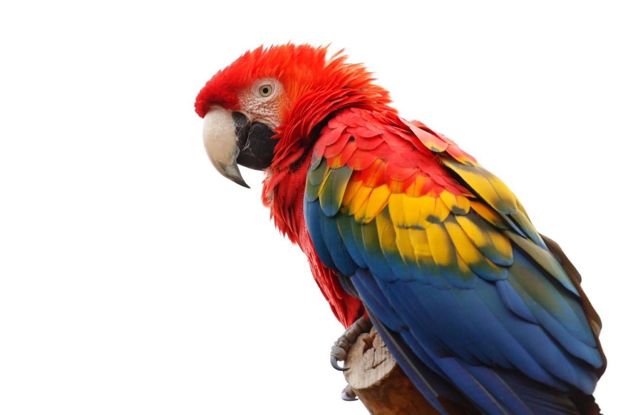 Scarlet Macaw parrot perched on a branch HD Wallpaper
