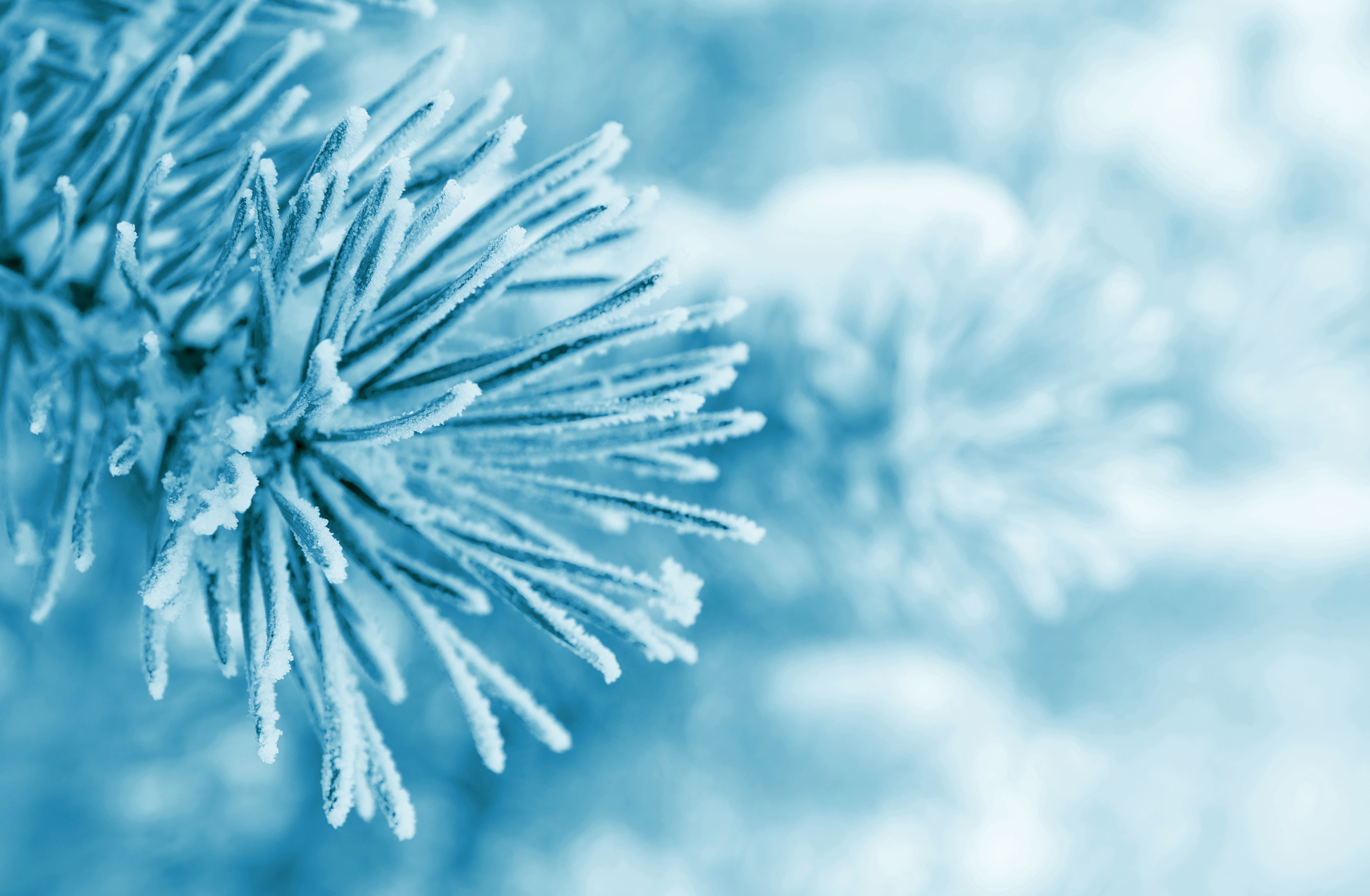 Frost covered pine needles in winter HD Wallpaper