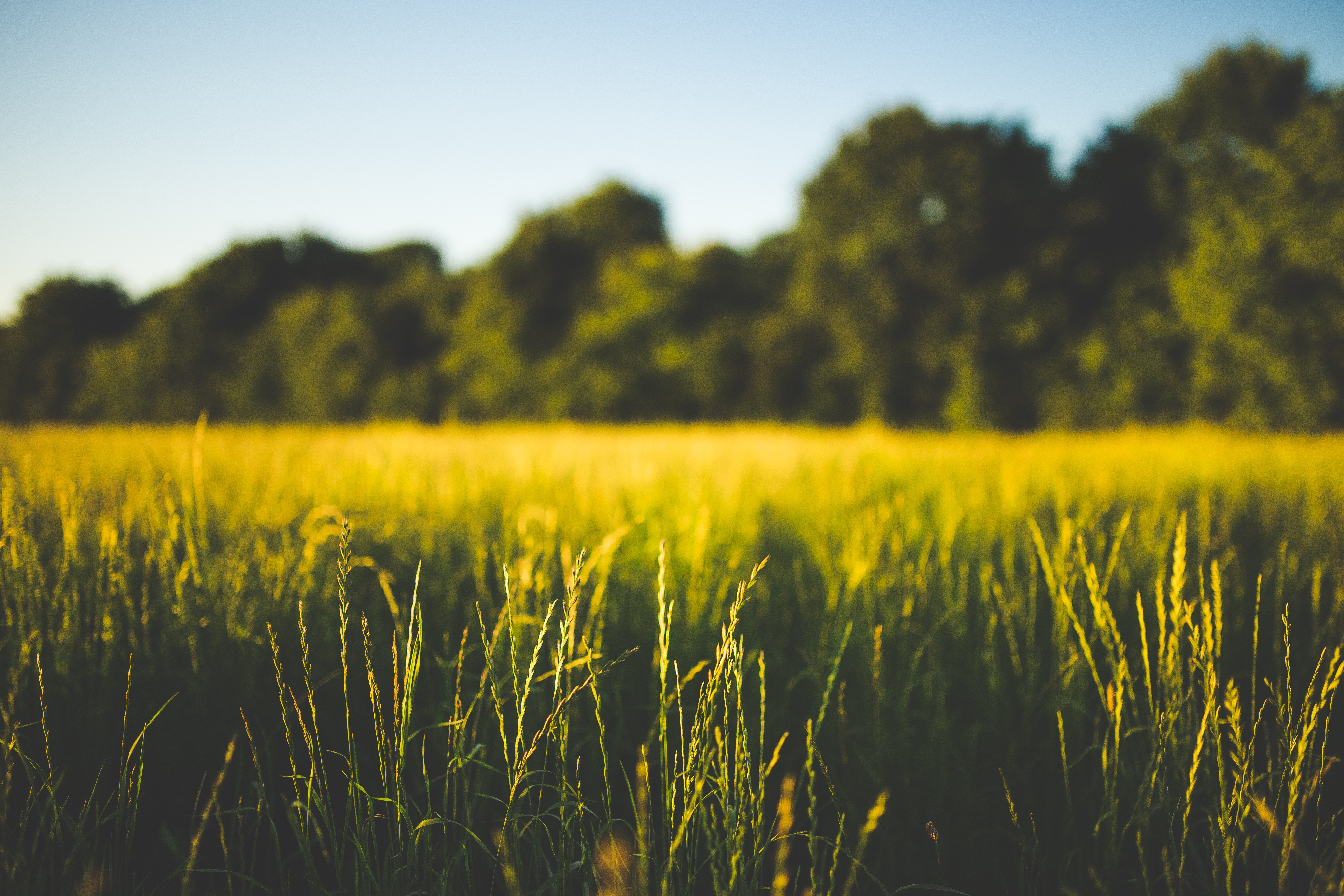 Field of grass with trees in the background HD Wallpaper