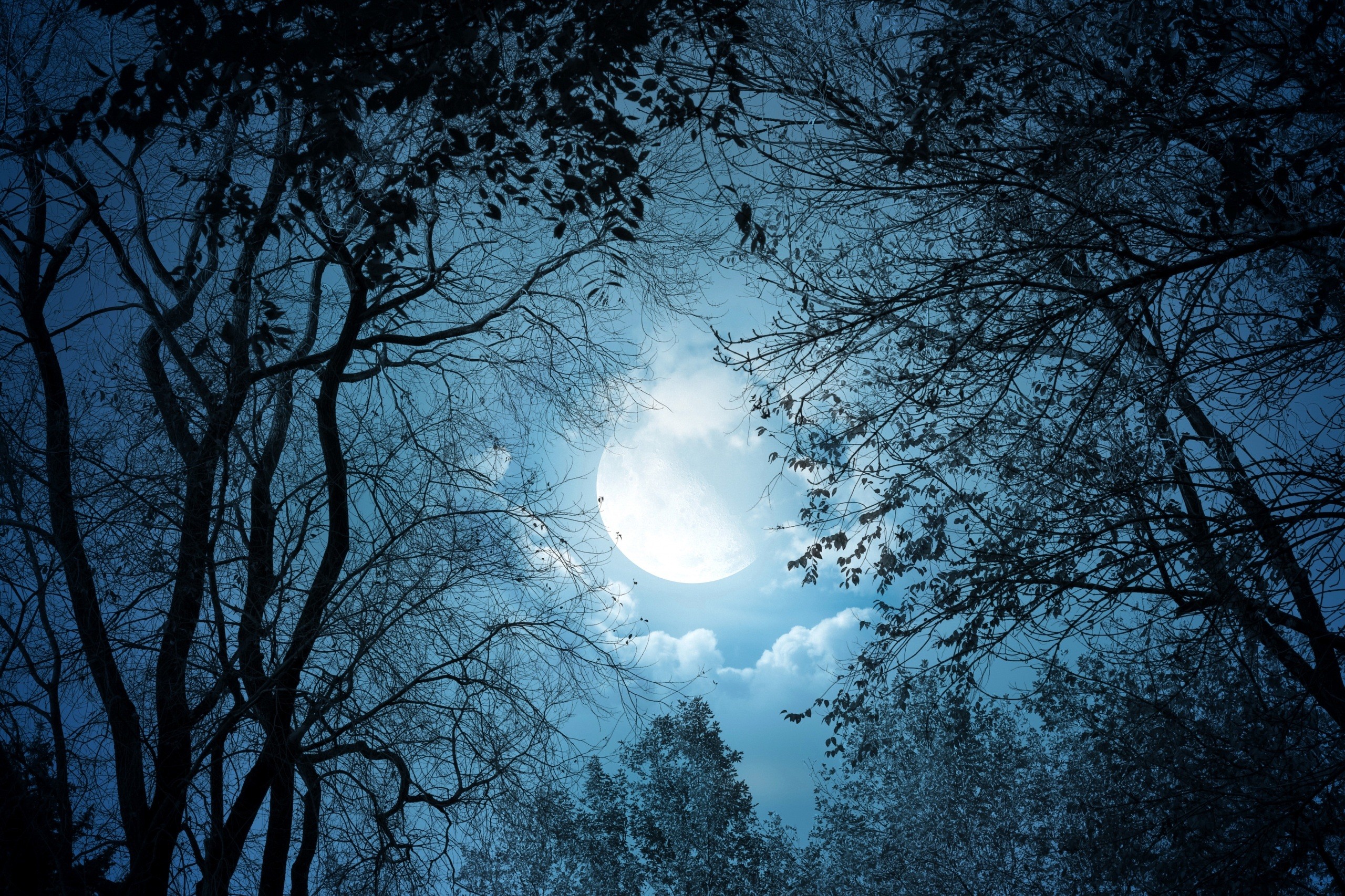Dark forest trees silhouetted against a full moon at night HD Wallpaper