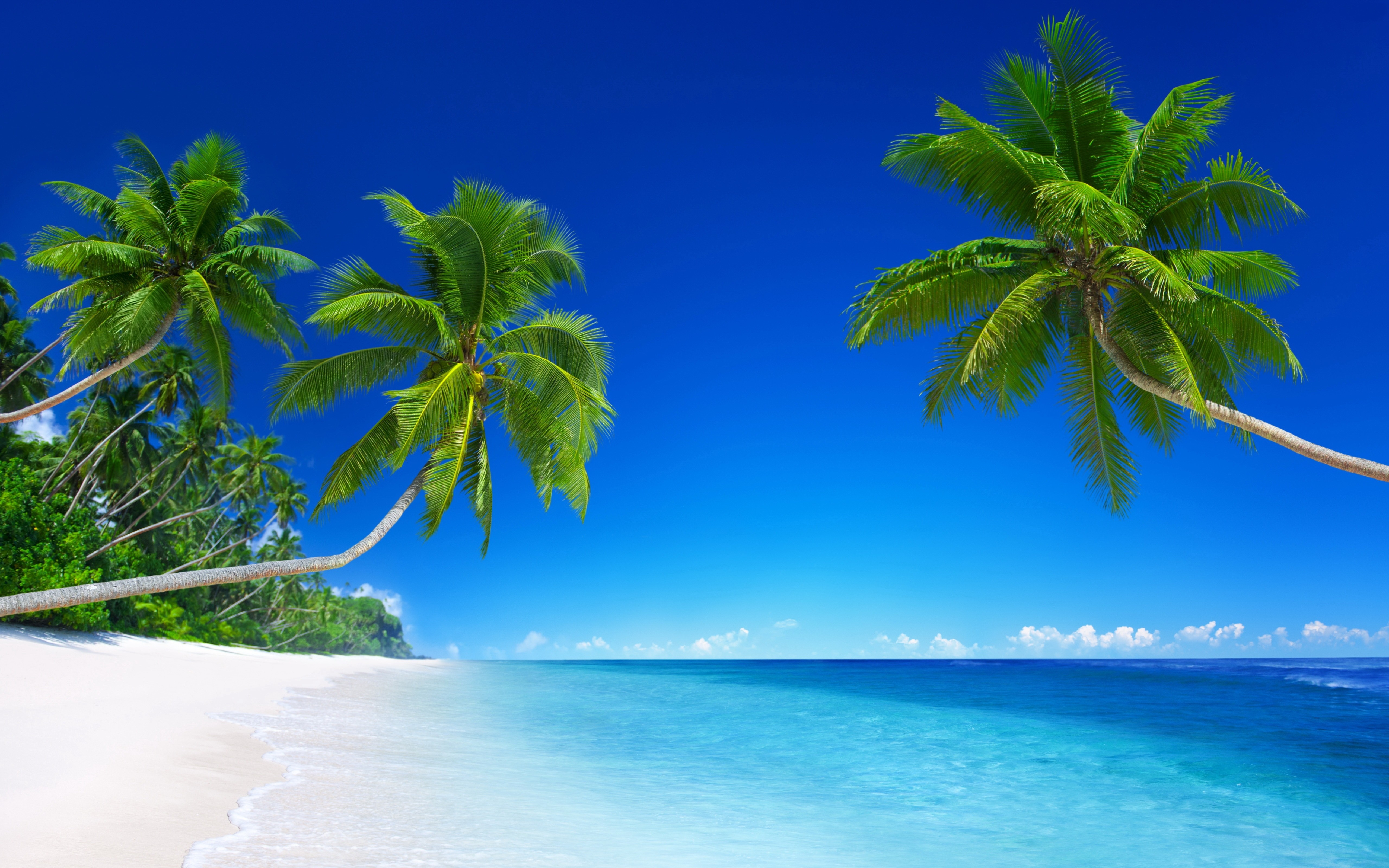 Tropical beach with palm trees and ocean HD Wallpaper