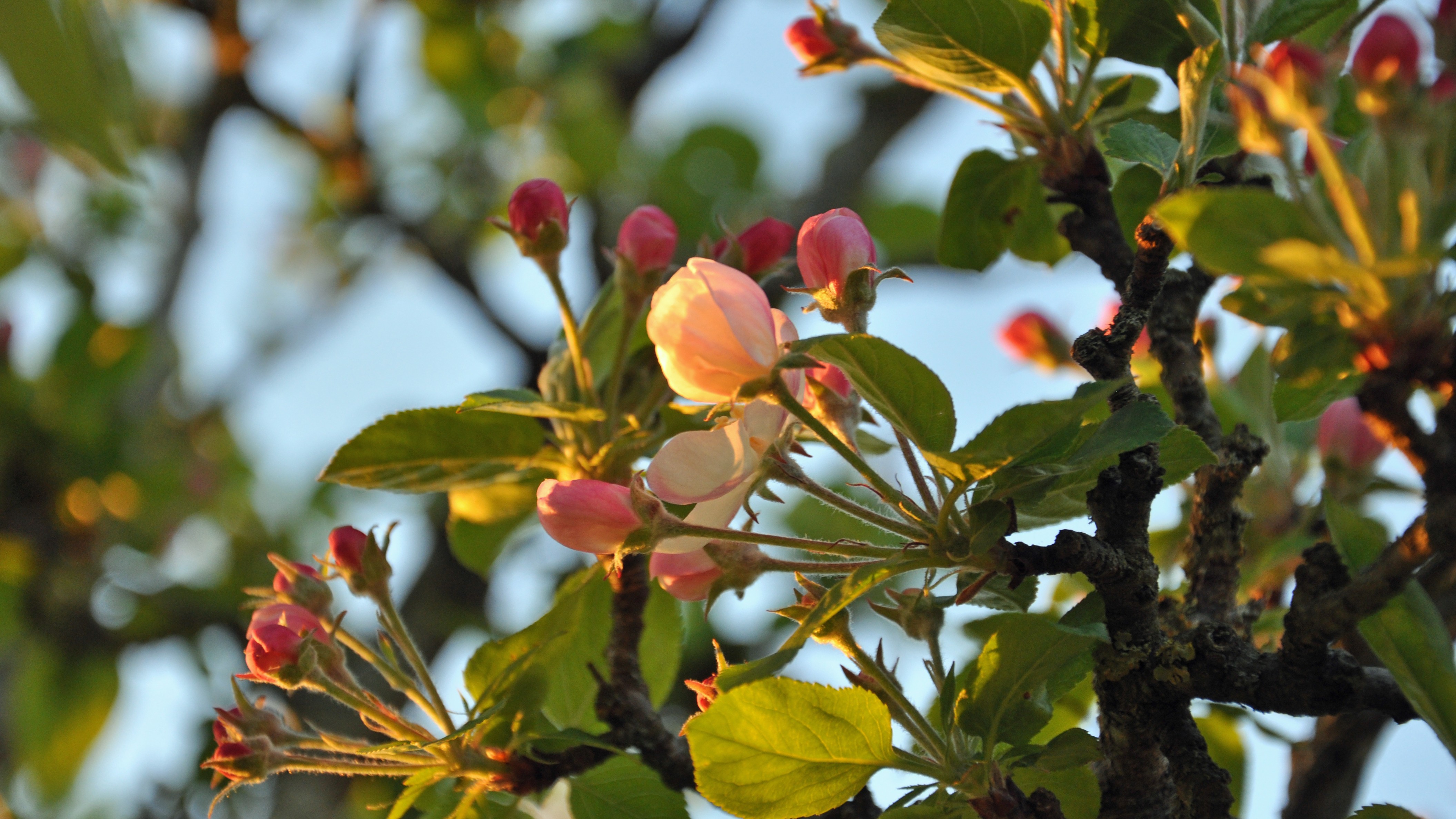 Pink apple blossoms on a tree branch HD Wallpaper