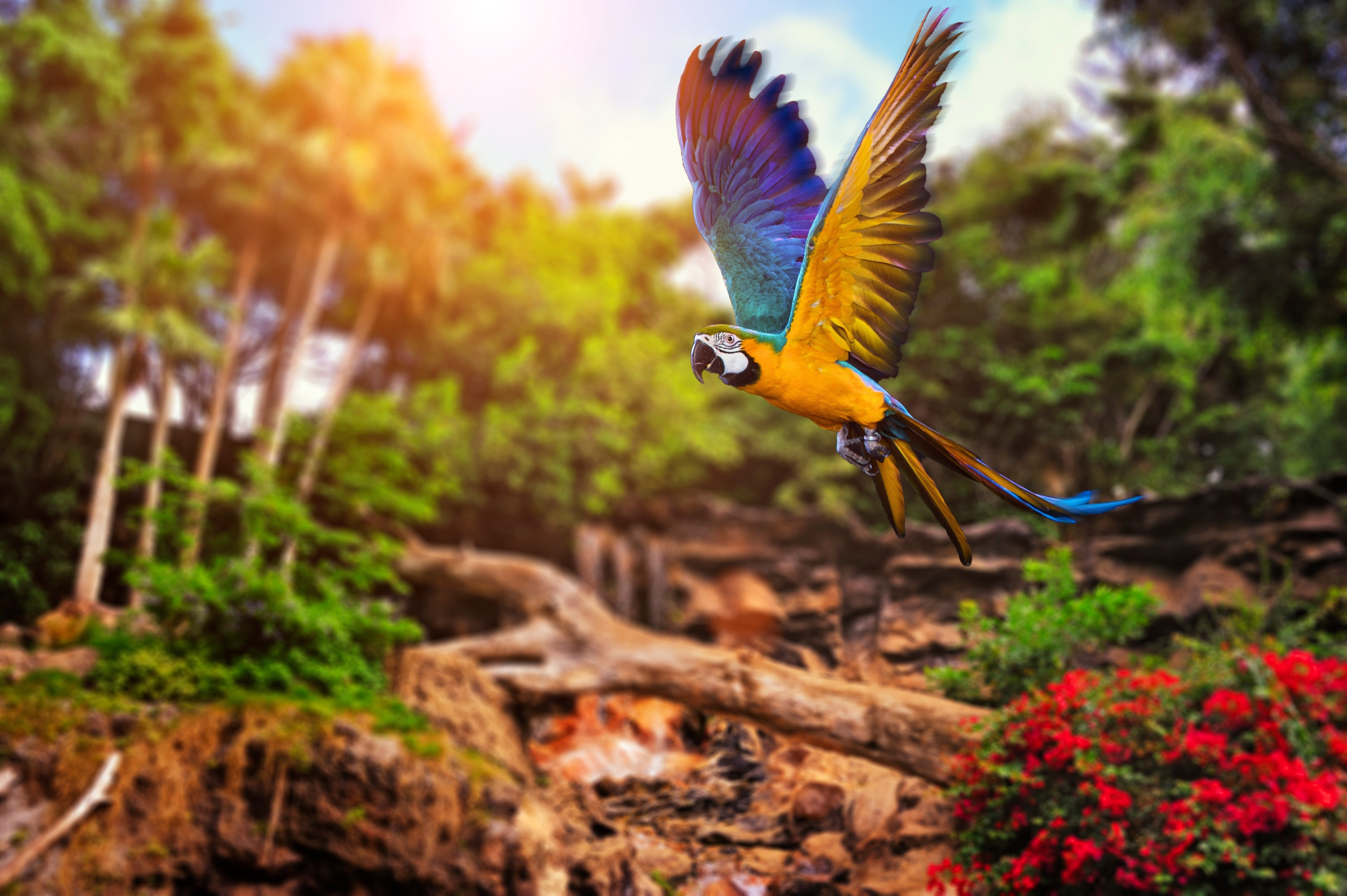 Blue and yellow macaw flying in a jungle HD Wallpaper
