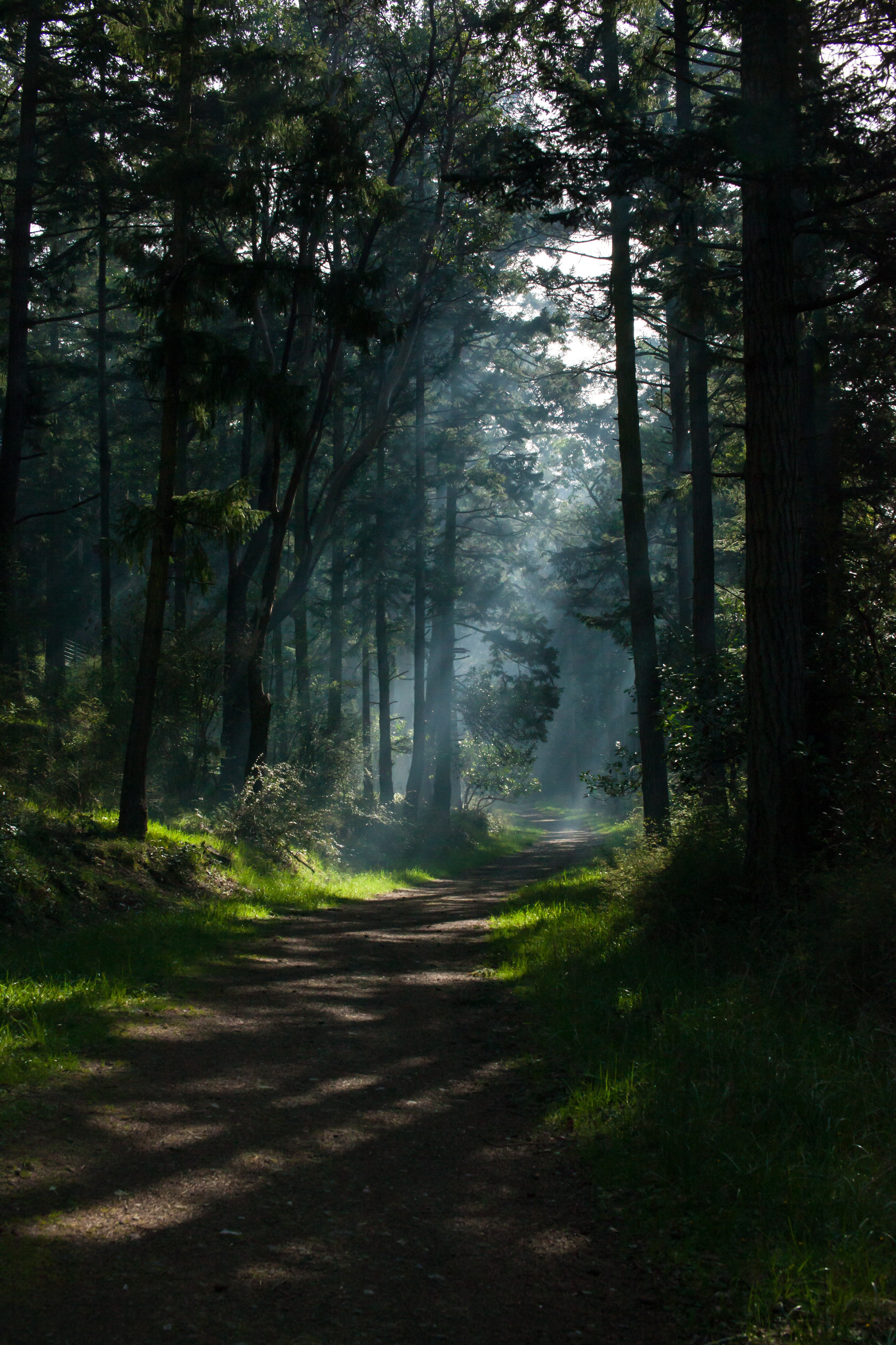 Sunlight filtering through trees onto a forest path HD Wallpaper