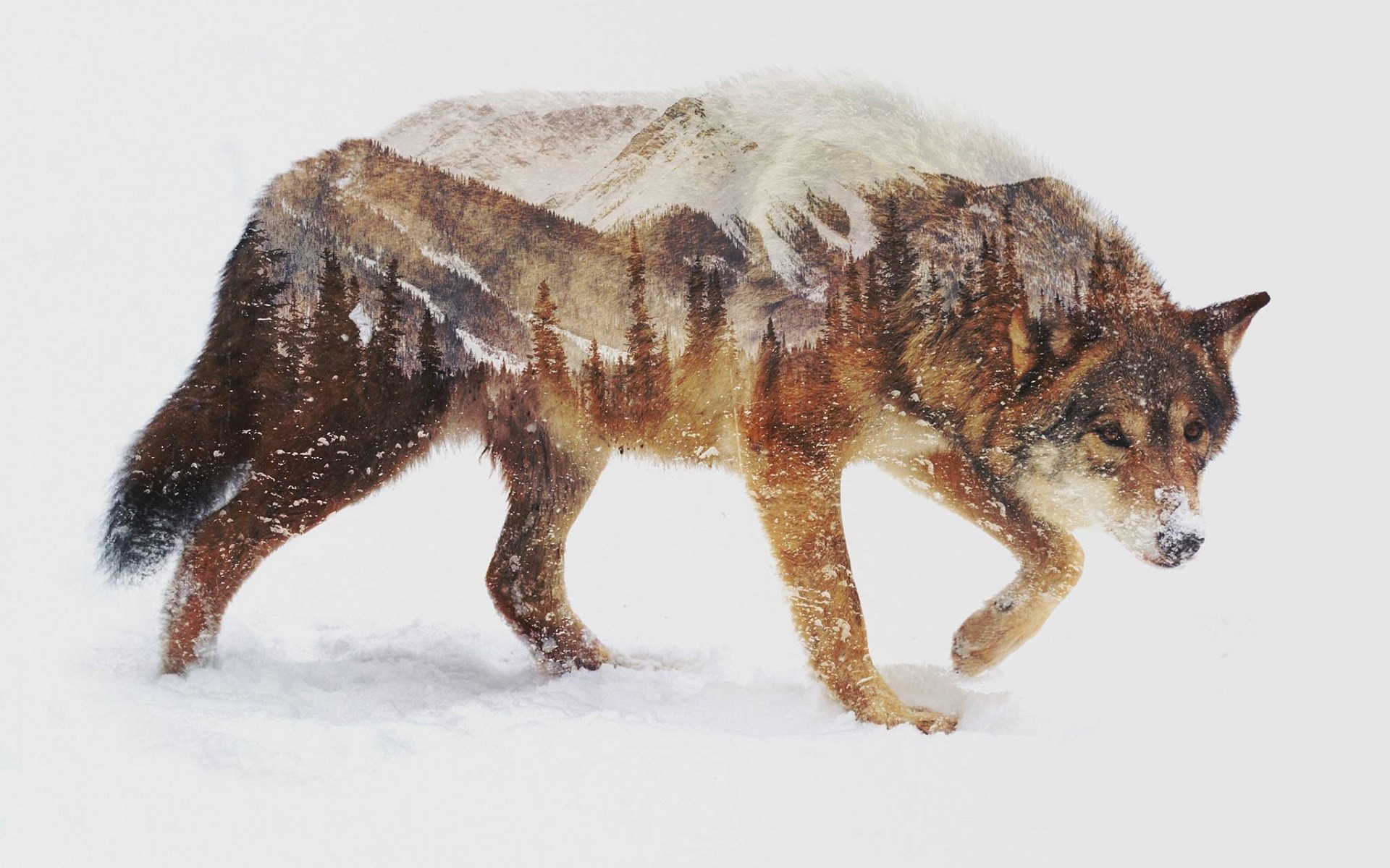 Double exposure of a wolf in a snowy mountain landscape HD Wallpaper