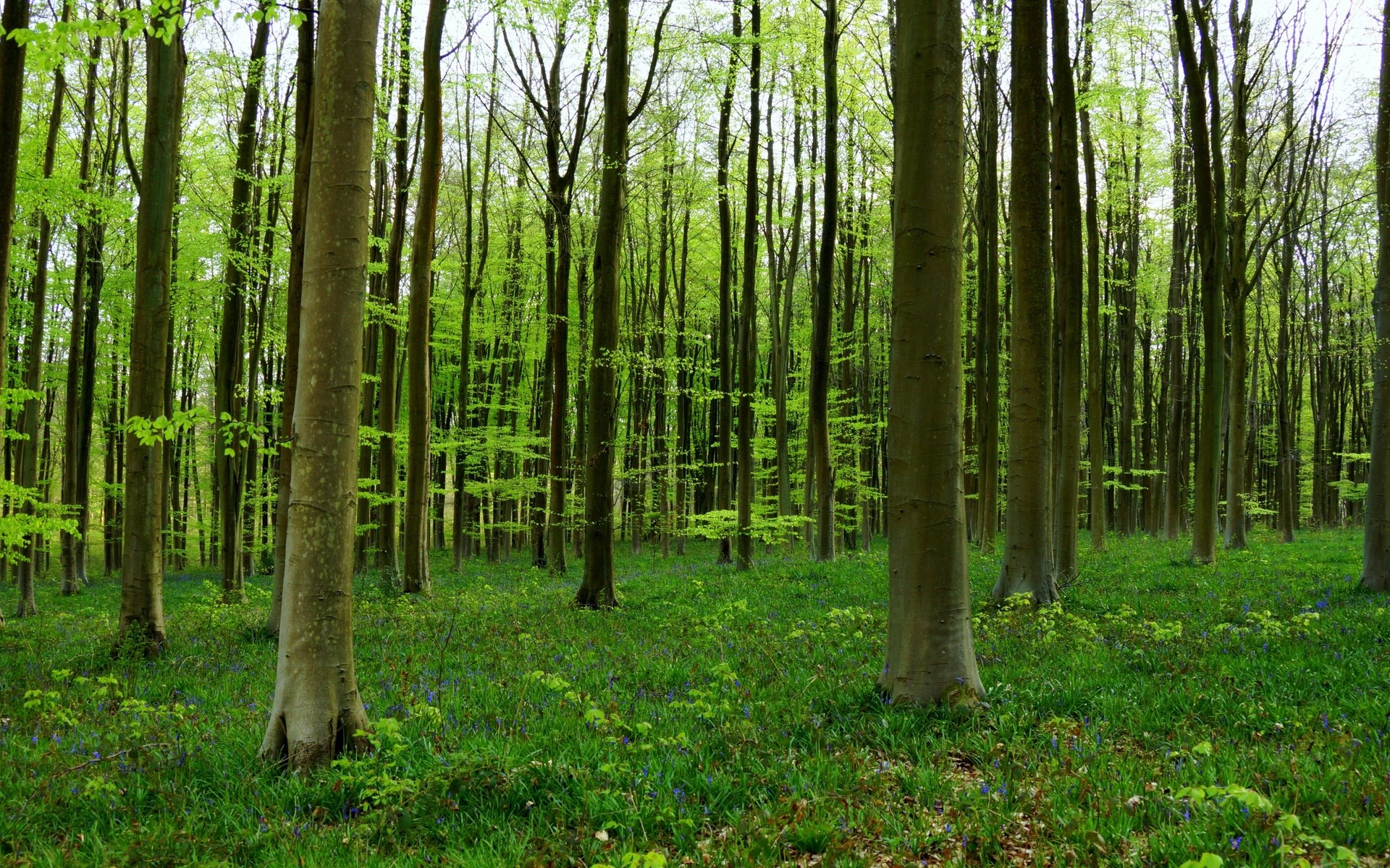 A dense forest with tall trees and green foliage HD Wallpaper
