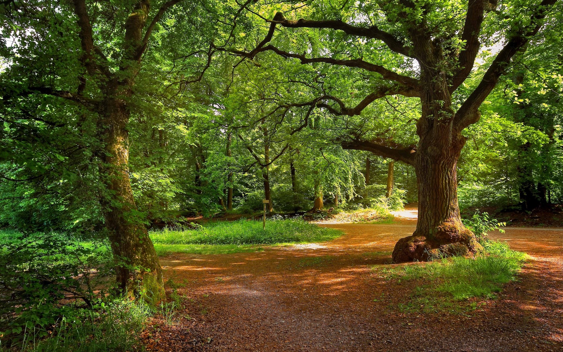 A sun-dappled forest path with large trees HD Wallpaper