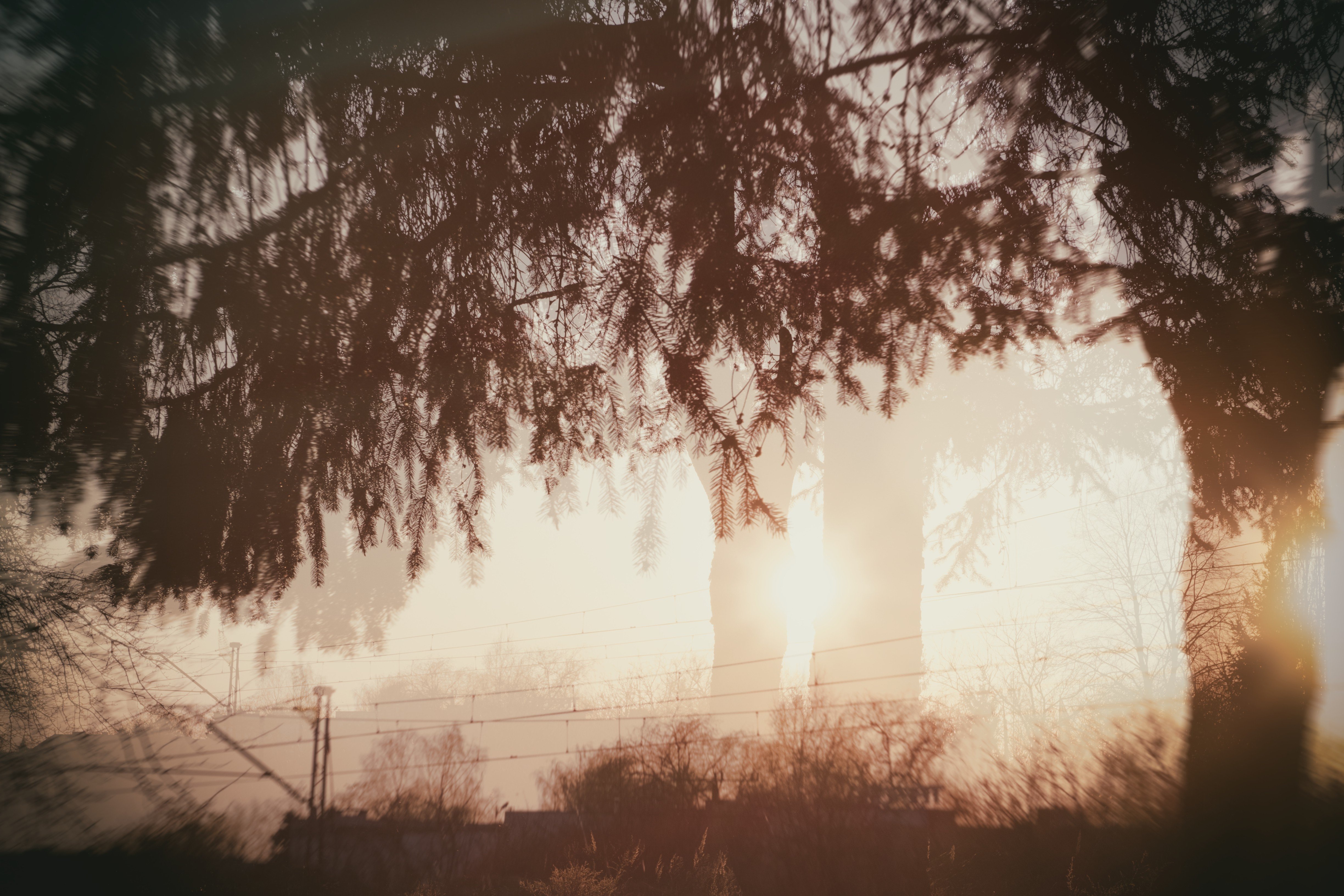 Double exposure of pine trees and sunset landscape HD Wallpaper