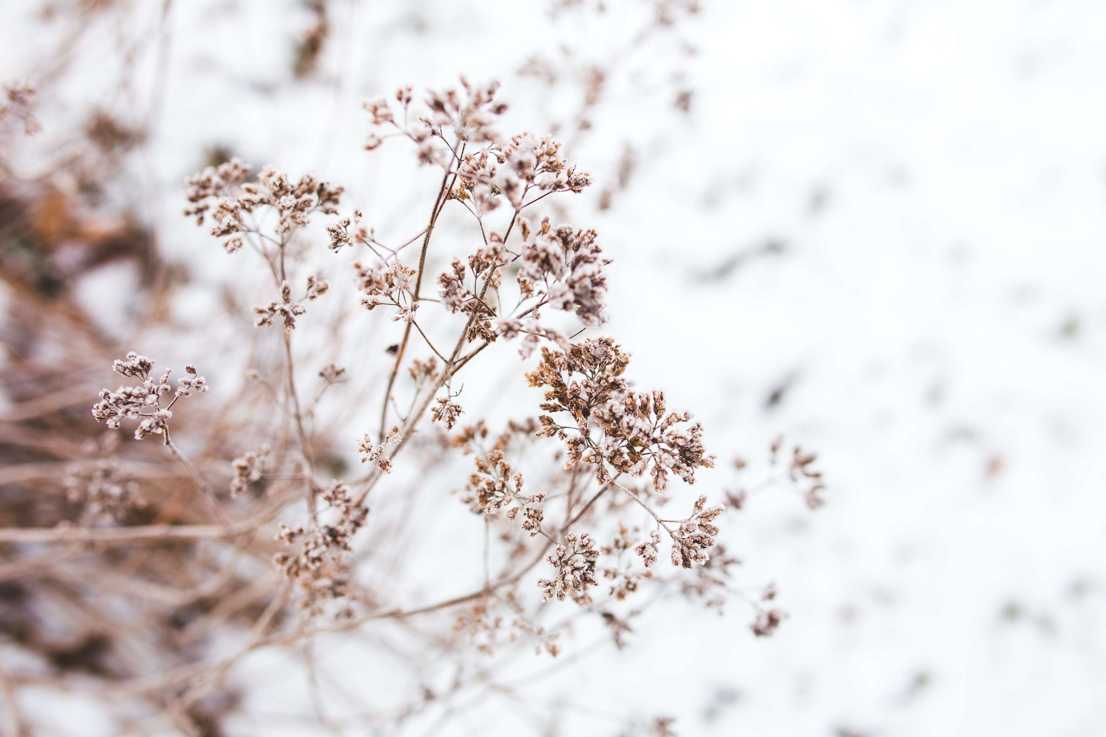 Dried flowers in the snow 4K HD Wallpaper