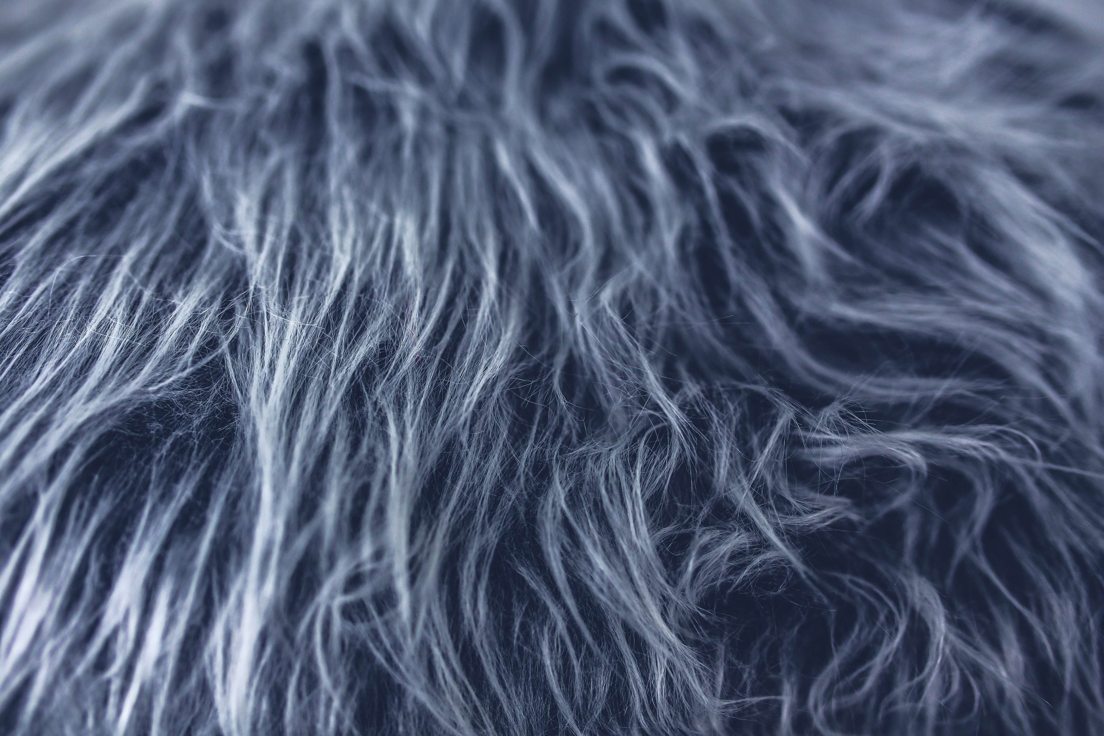 Close-up of gray fur texture 4K HD Wallpaper