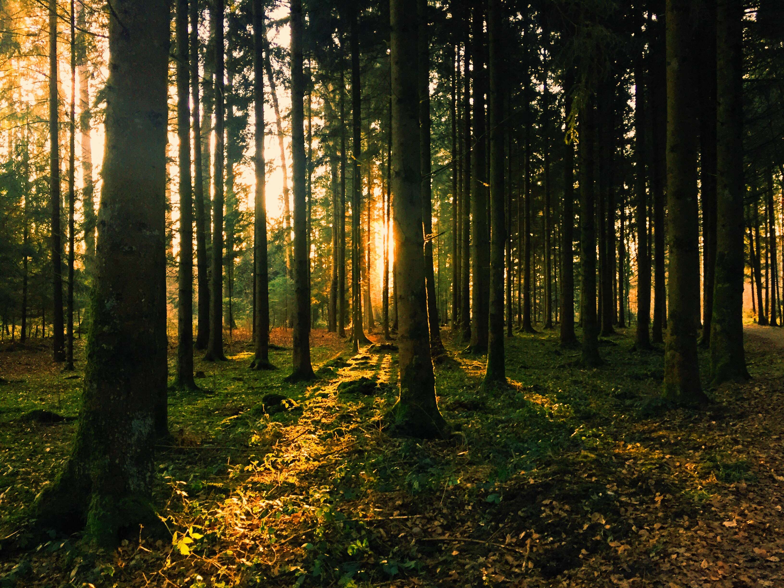 Sunlight filtering through a dense forest HD Wallpaper
