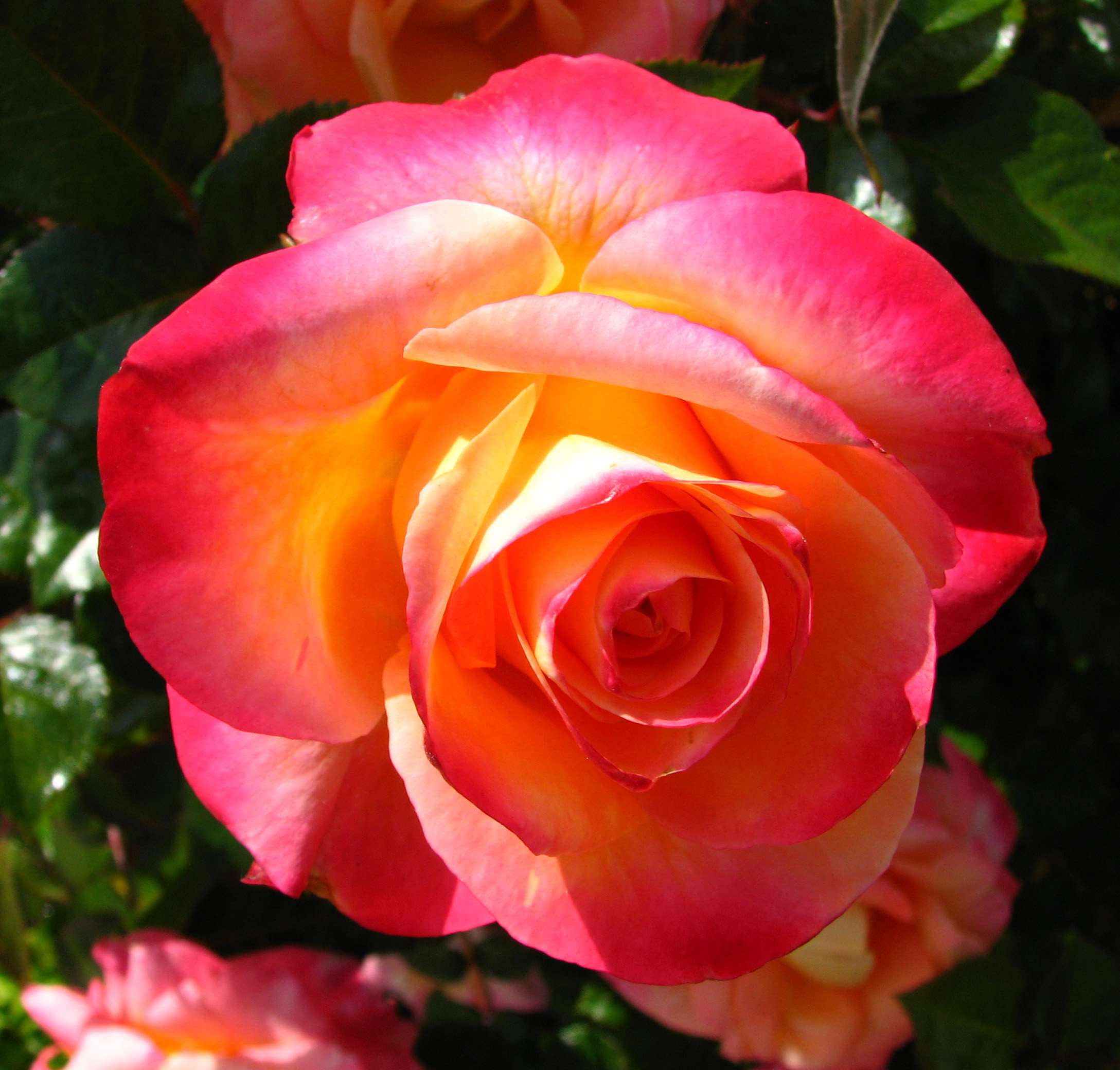 Vibrant Pink and Orange Rose in Bloom HD Wallpaper