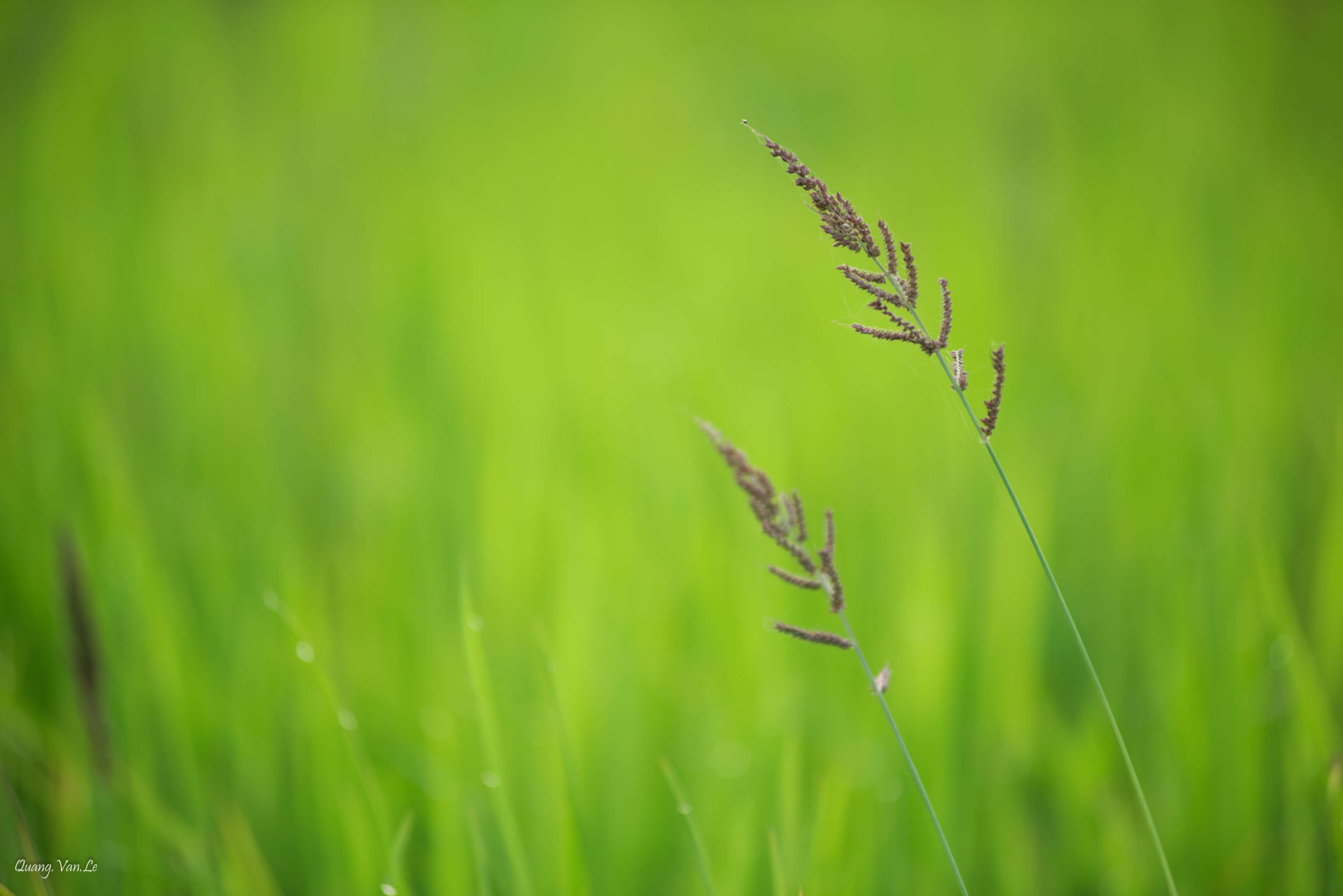 Two blades of grass in a field, Vietnam 4K HD Wallpaper