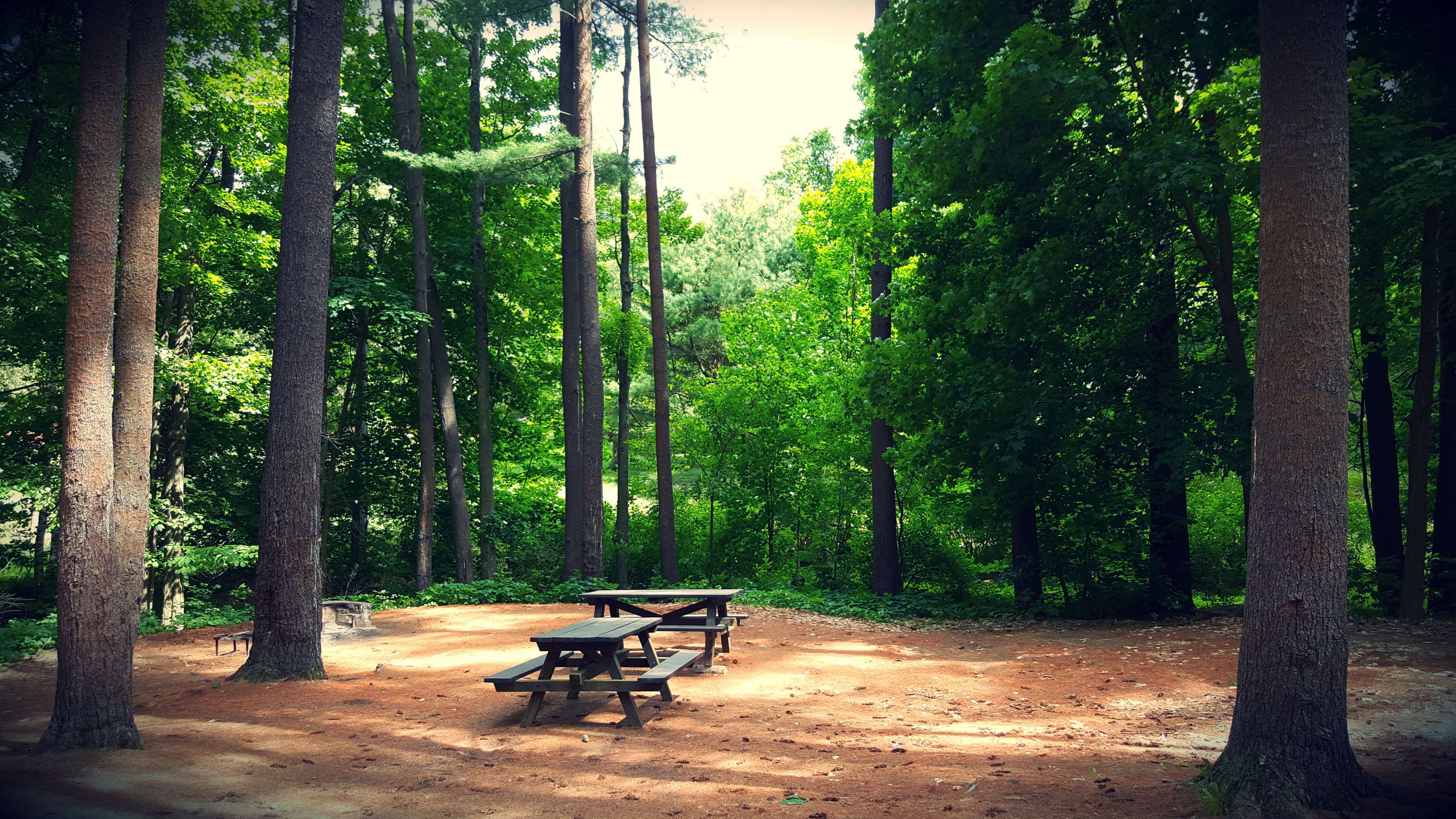 Picnic tables in a forest clearing HD Wallpaper