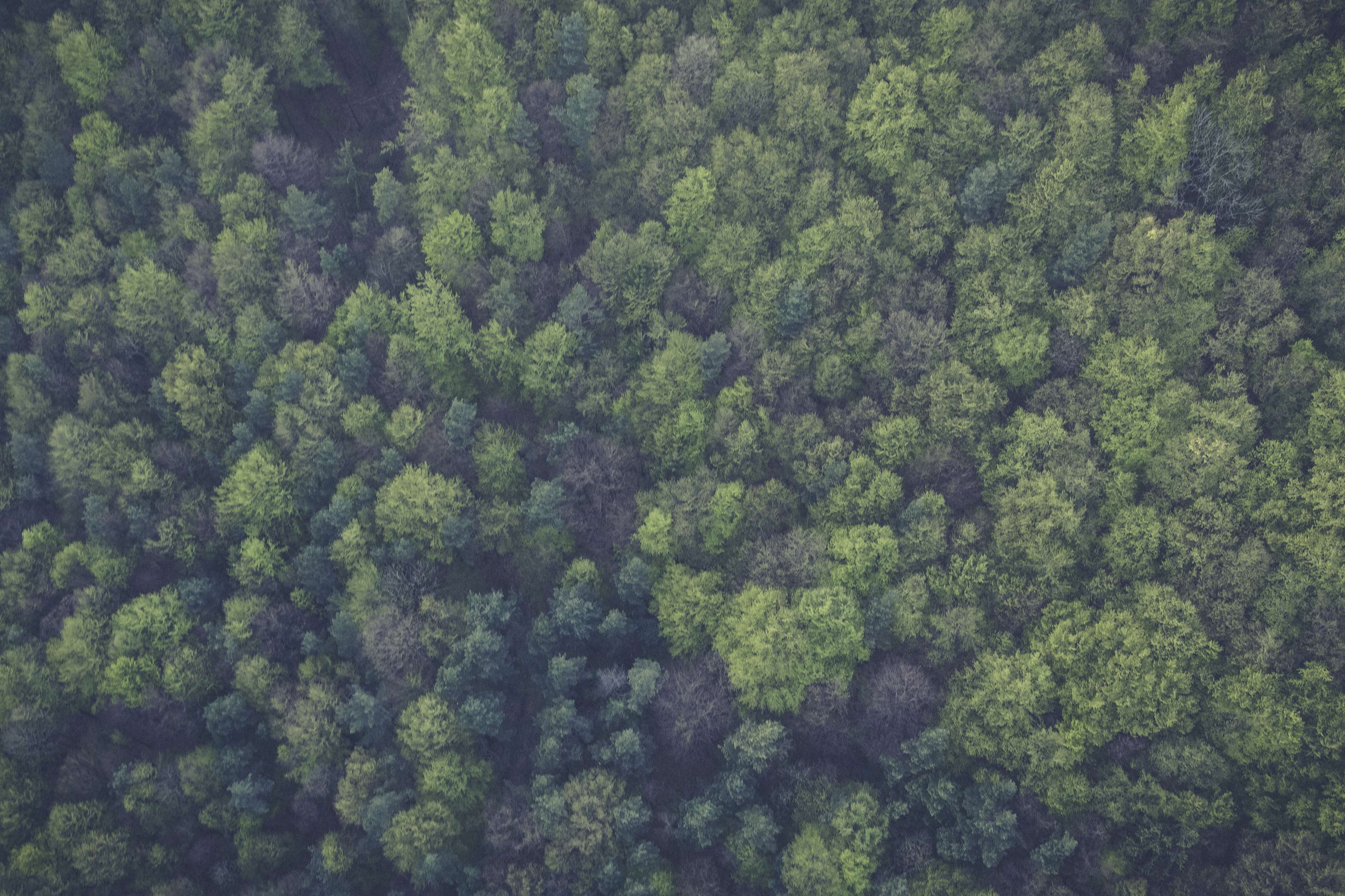 Birds eye view of a green forest with trees HD Wallpaper