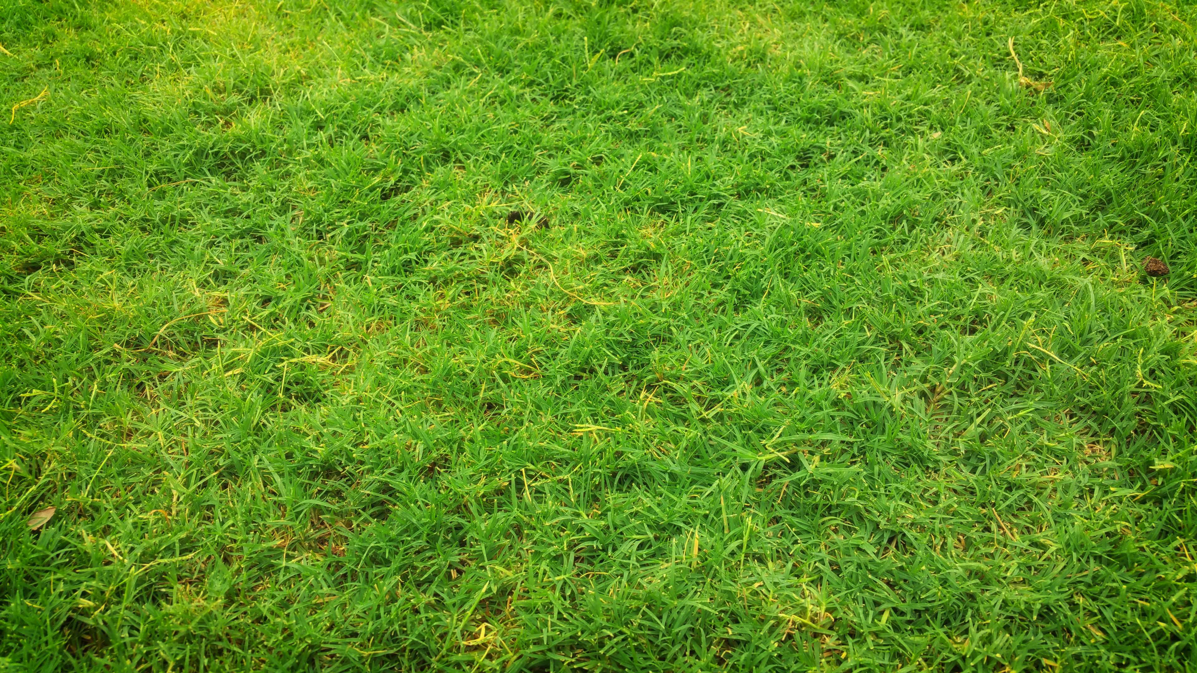 Green grass field 4K HD Wallpaper