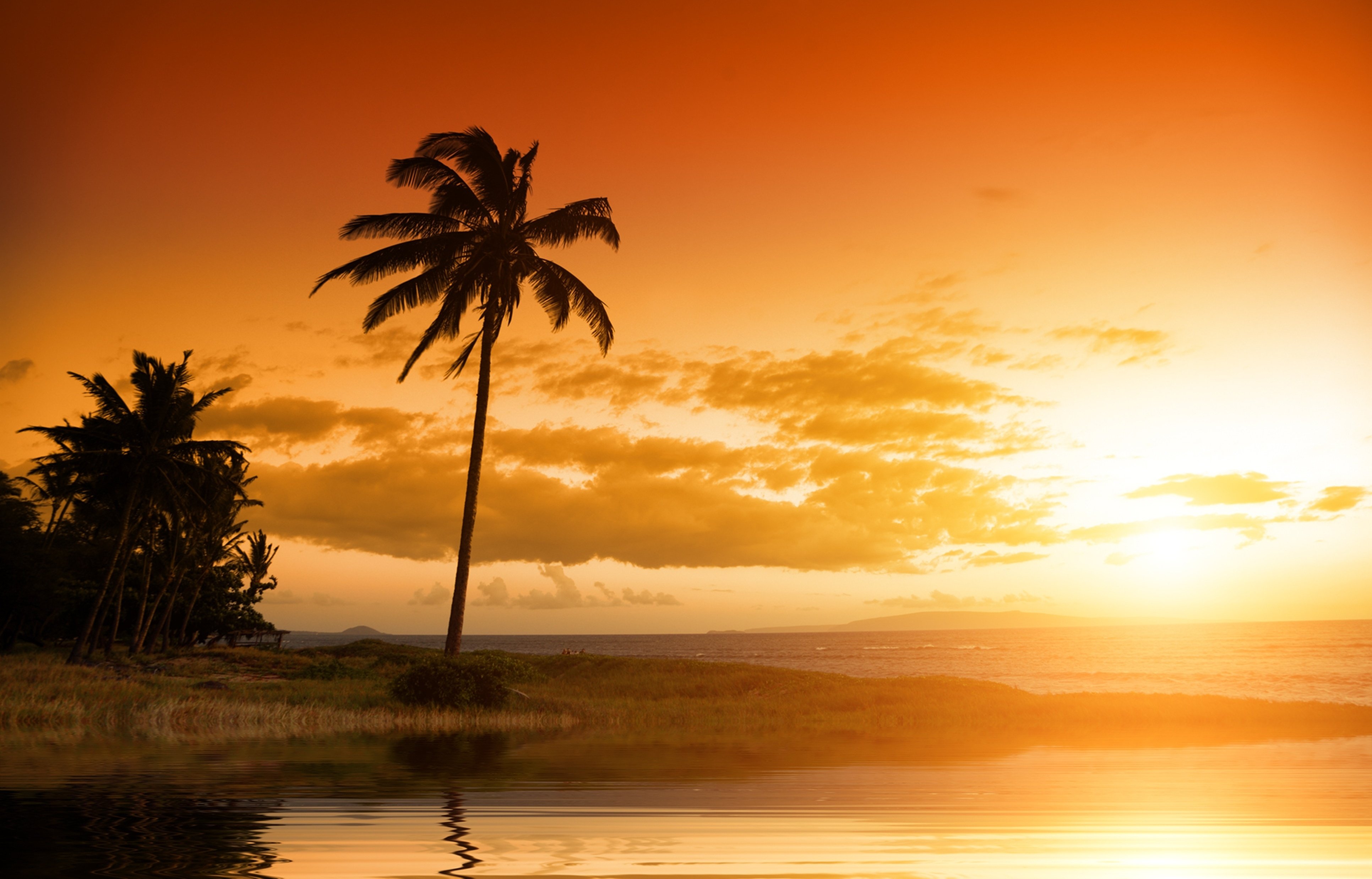 Palm trees silhouetted against a vibrant sunset over the ocean HD Wallpaper