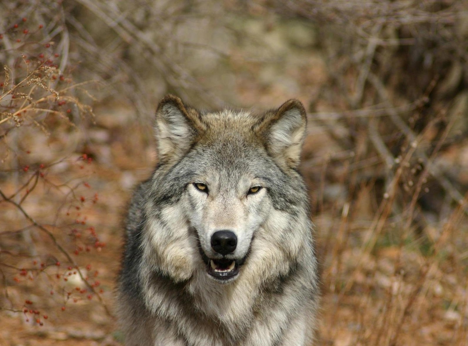 Close-up of a Gray Wolf in Autumn Forest HD Wallpaper