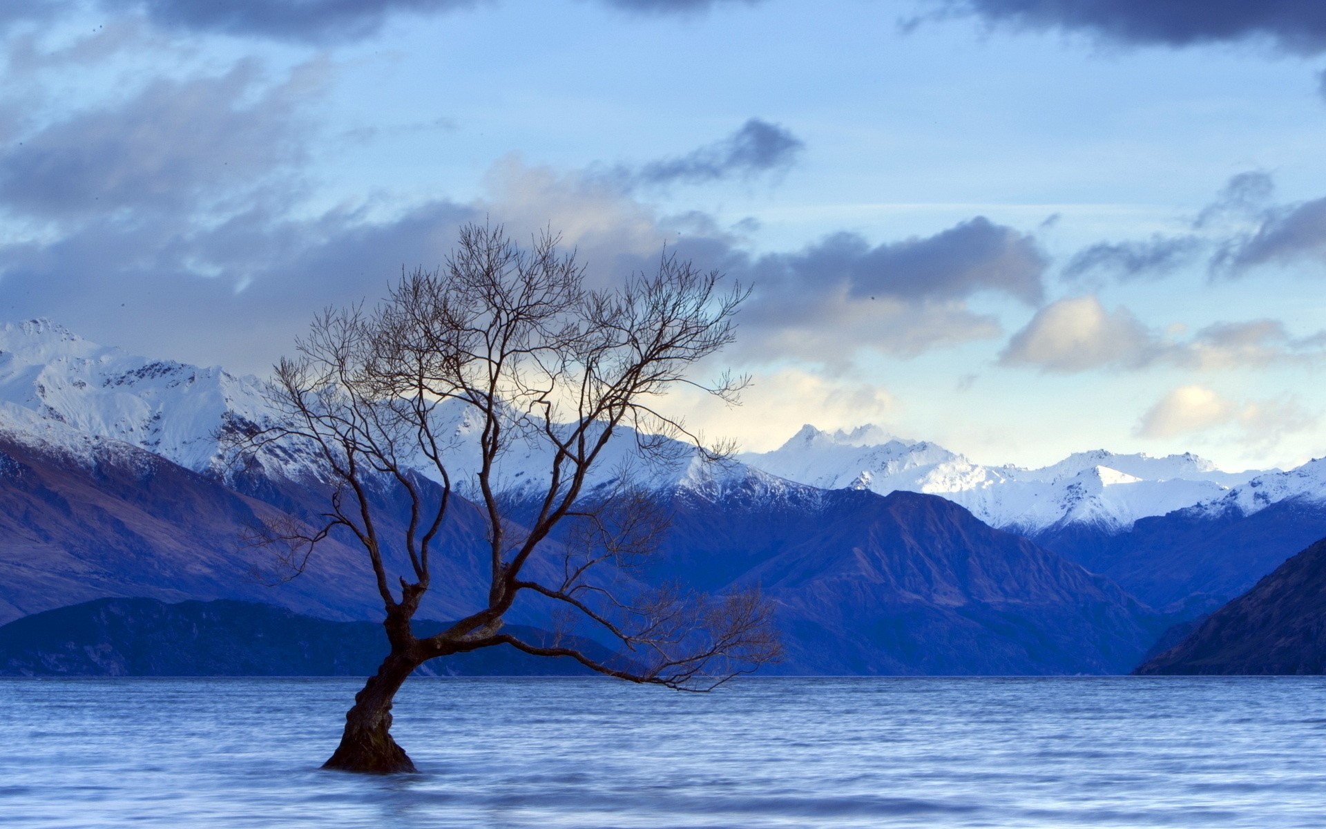 Lone tree in a lake with snow-capped mountains HD Wallpaper