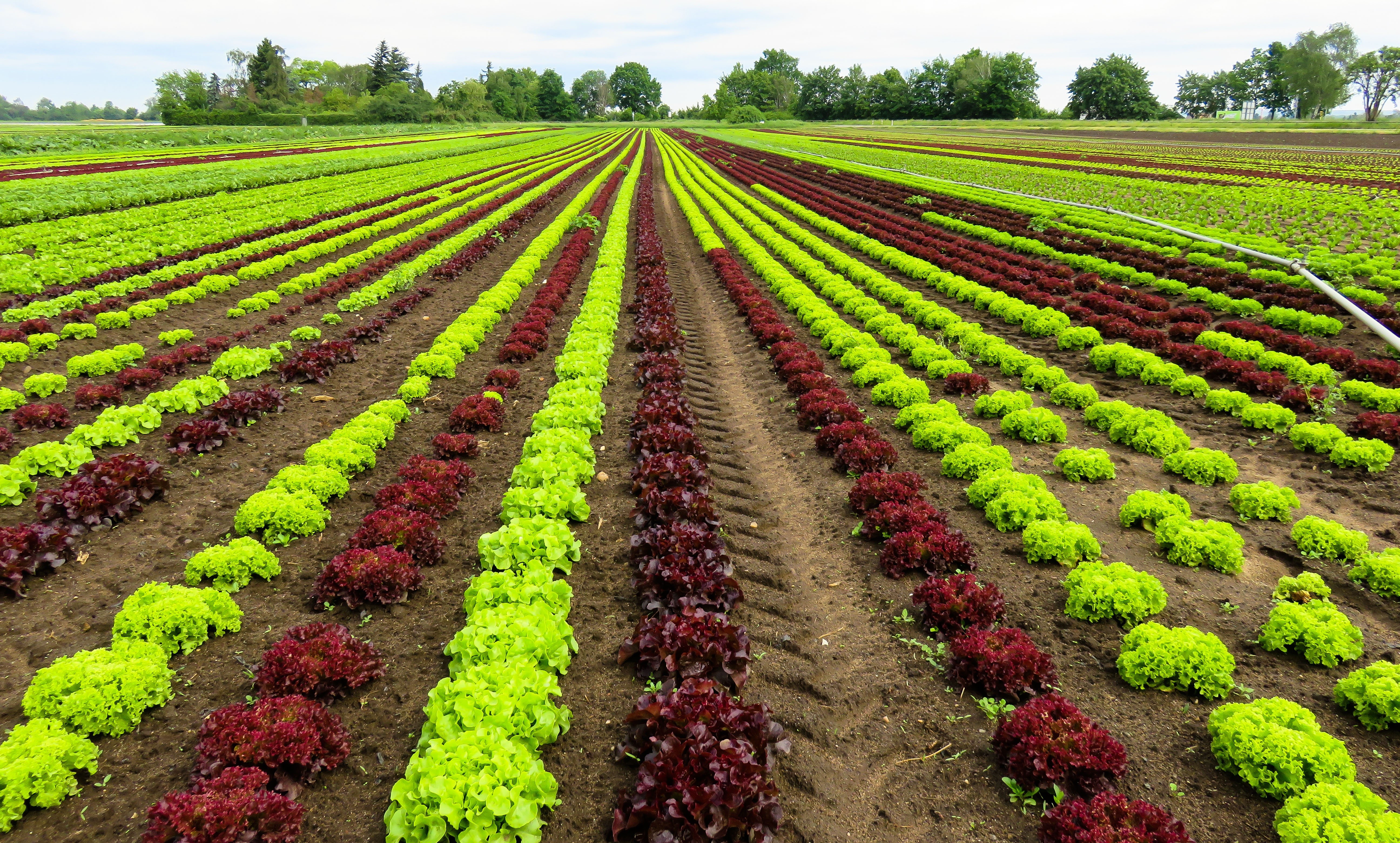 Rows of red and green lettuce crops in a field HD Wallpaper